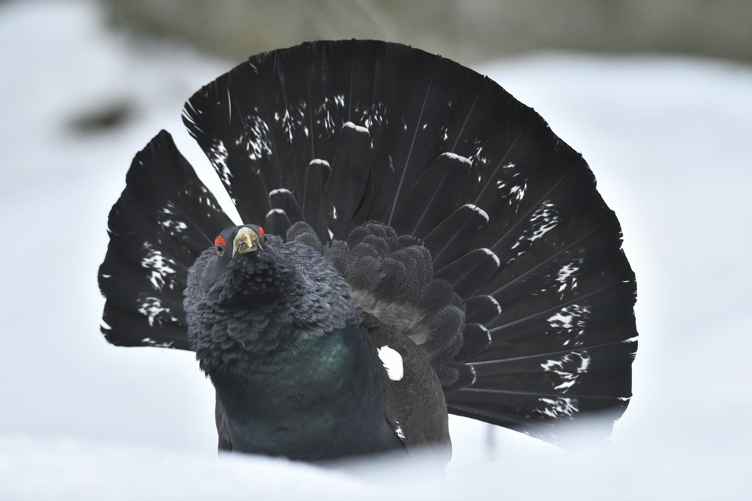 The gaze of the capercaillie