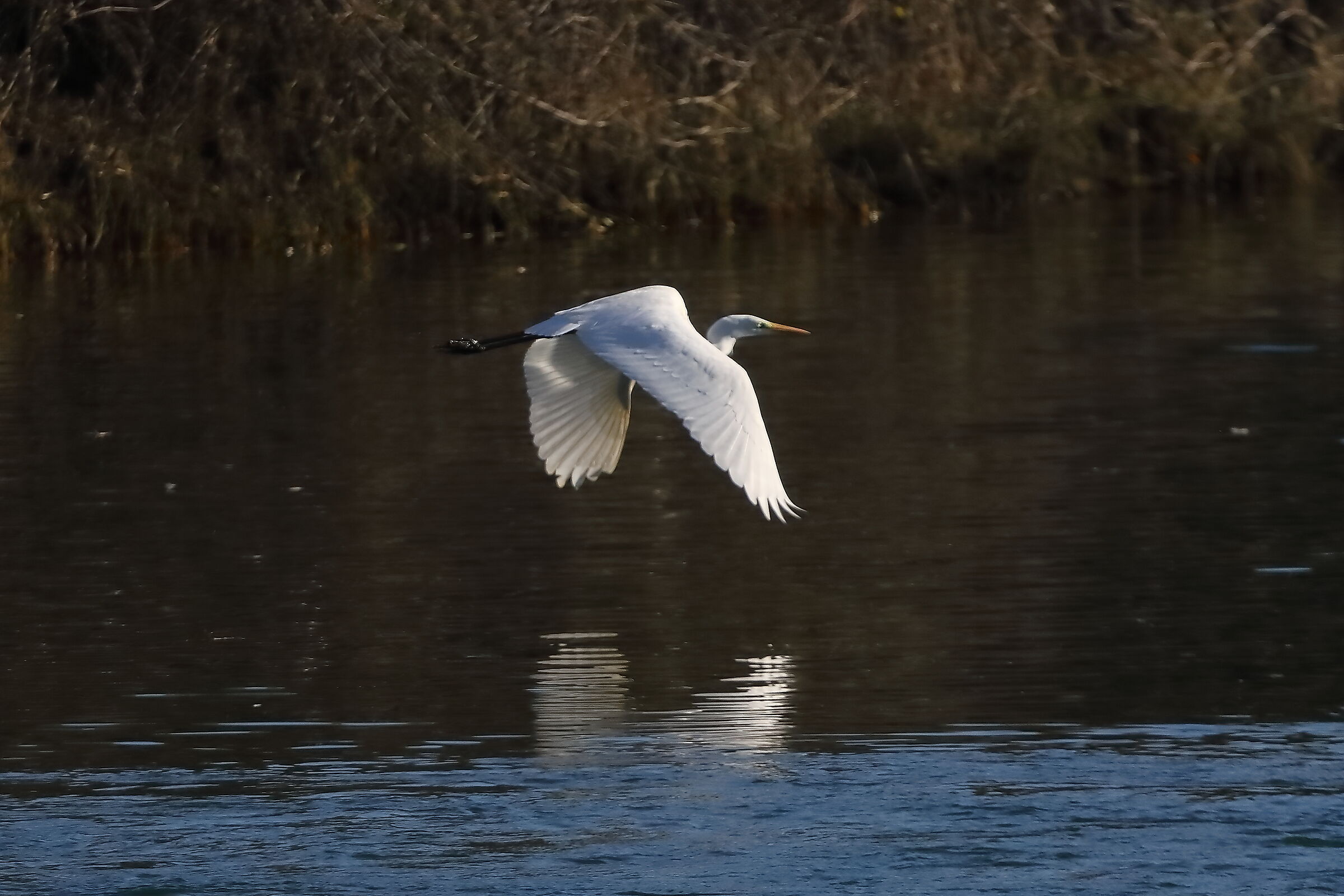 Airone BM 24-11-2023