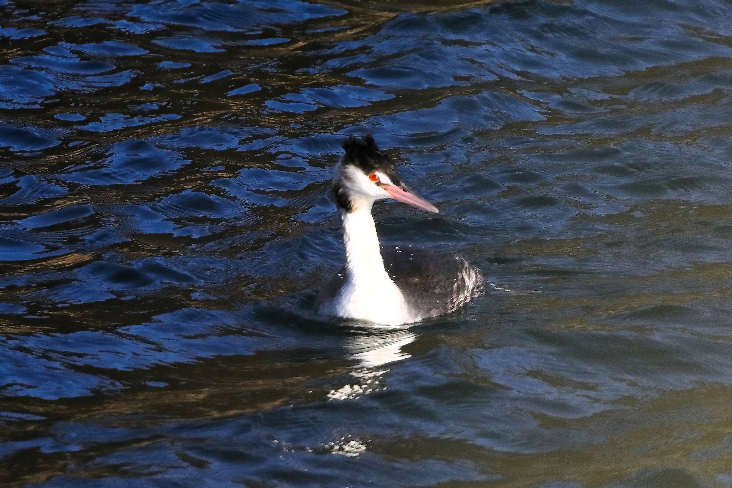 Grebe 26-11-2023