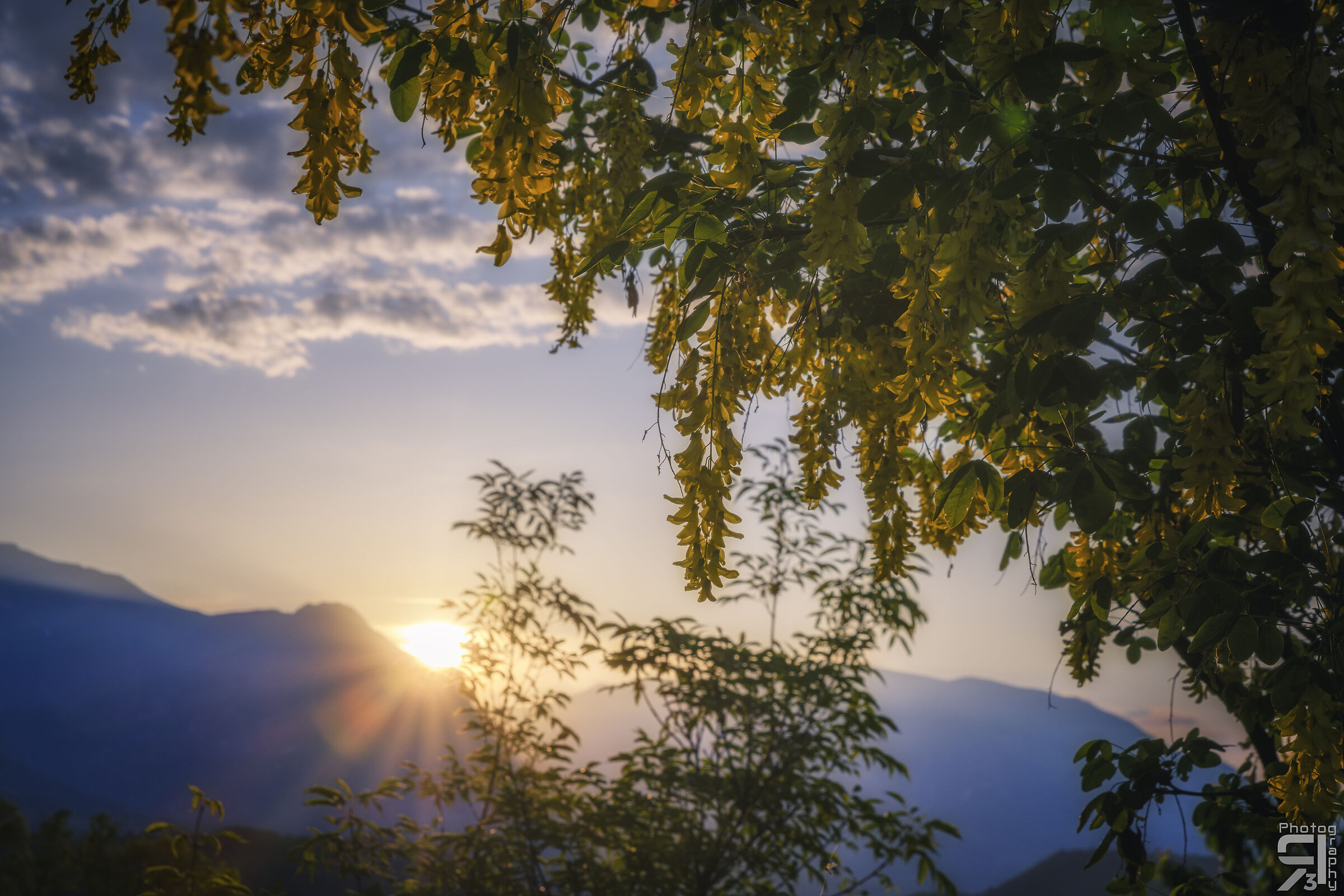 Maggio ciondolo al tramonto
