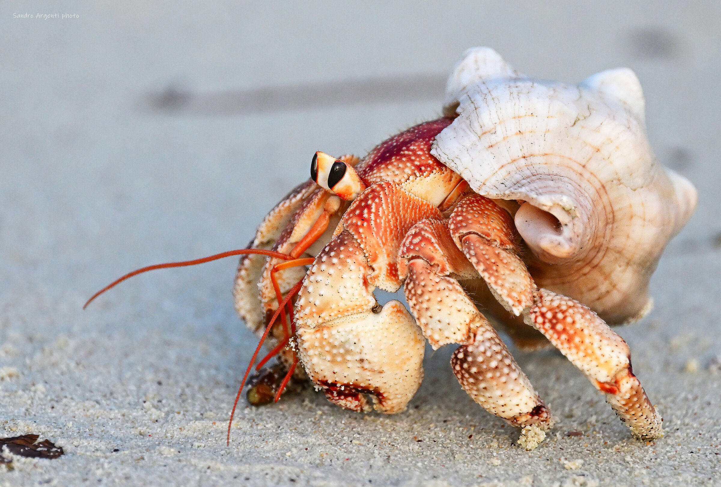 Cos'hai da guardarmi? Sono davvero così strano?