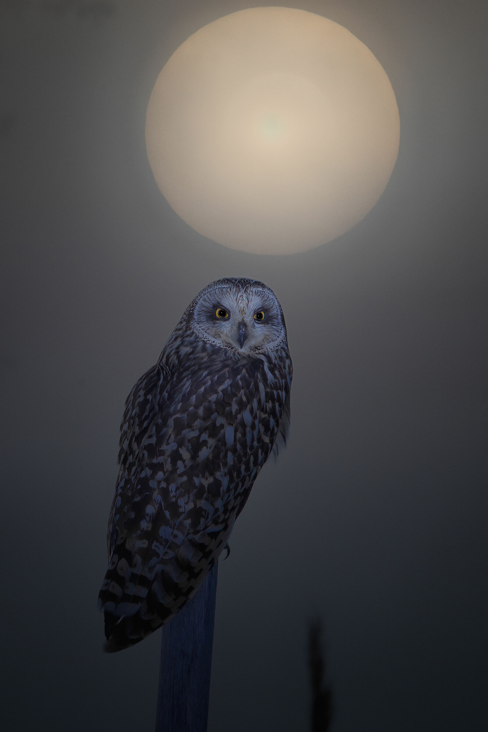 gufo di palude doppia expo