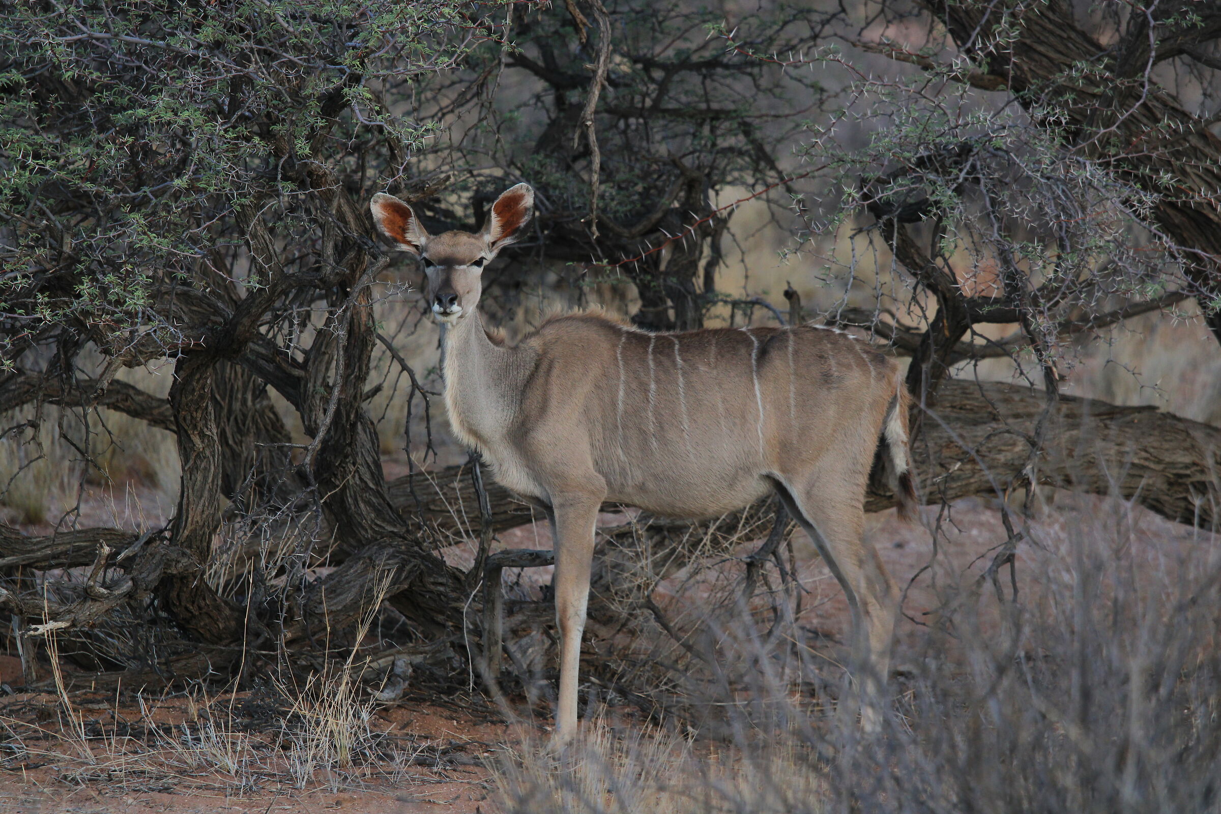 Kudu al tramonto nel Kalahari
