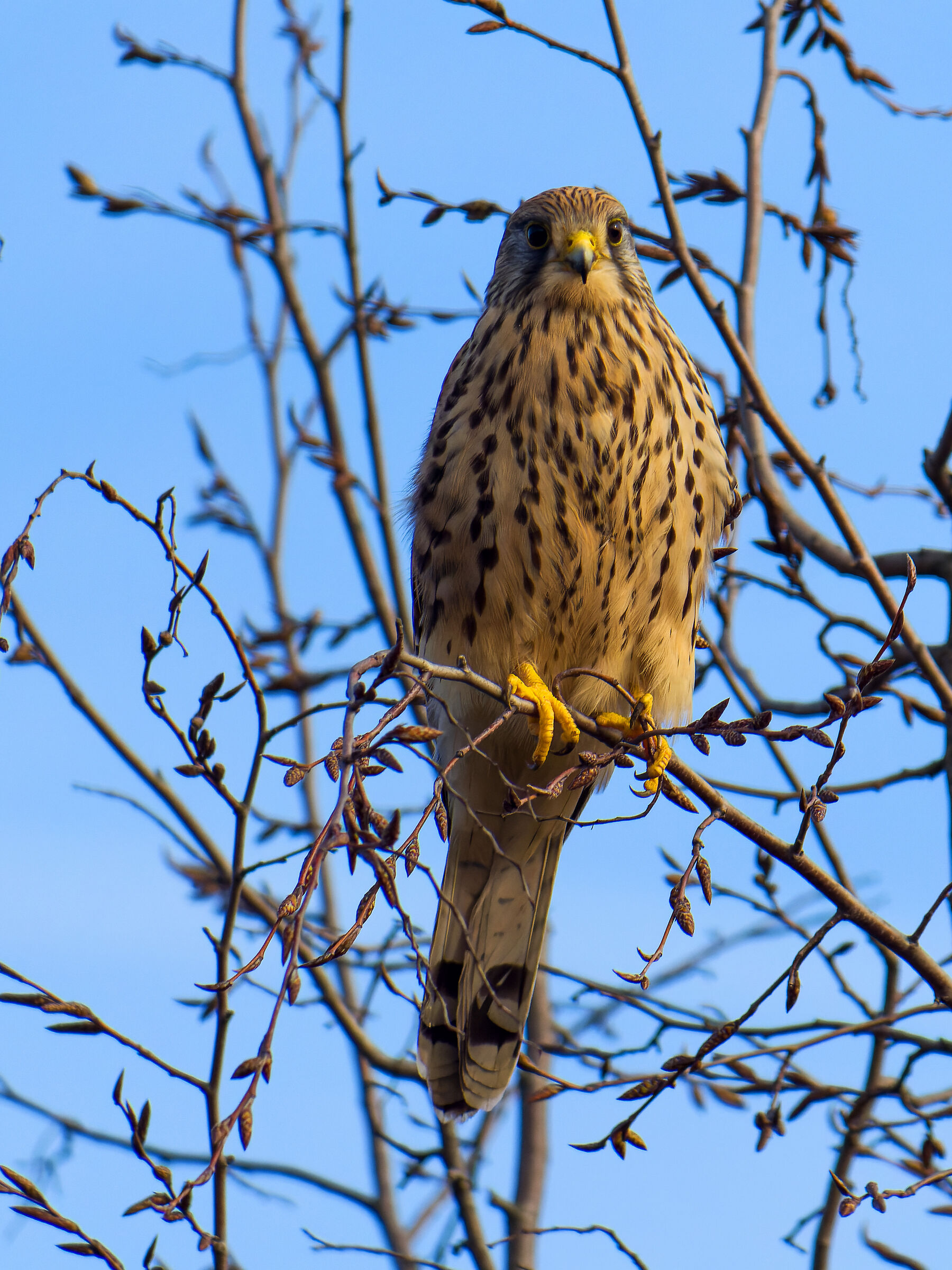 Kestrel