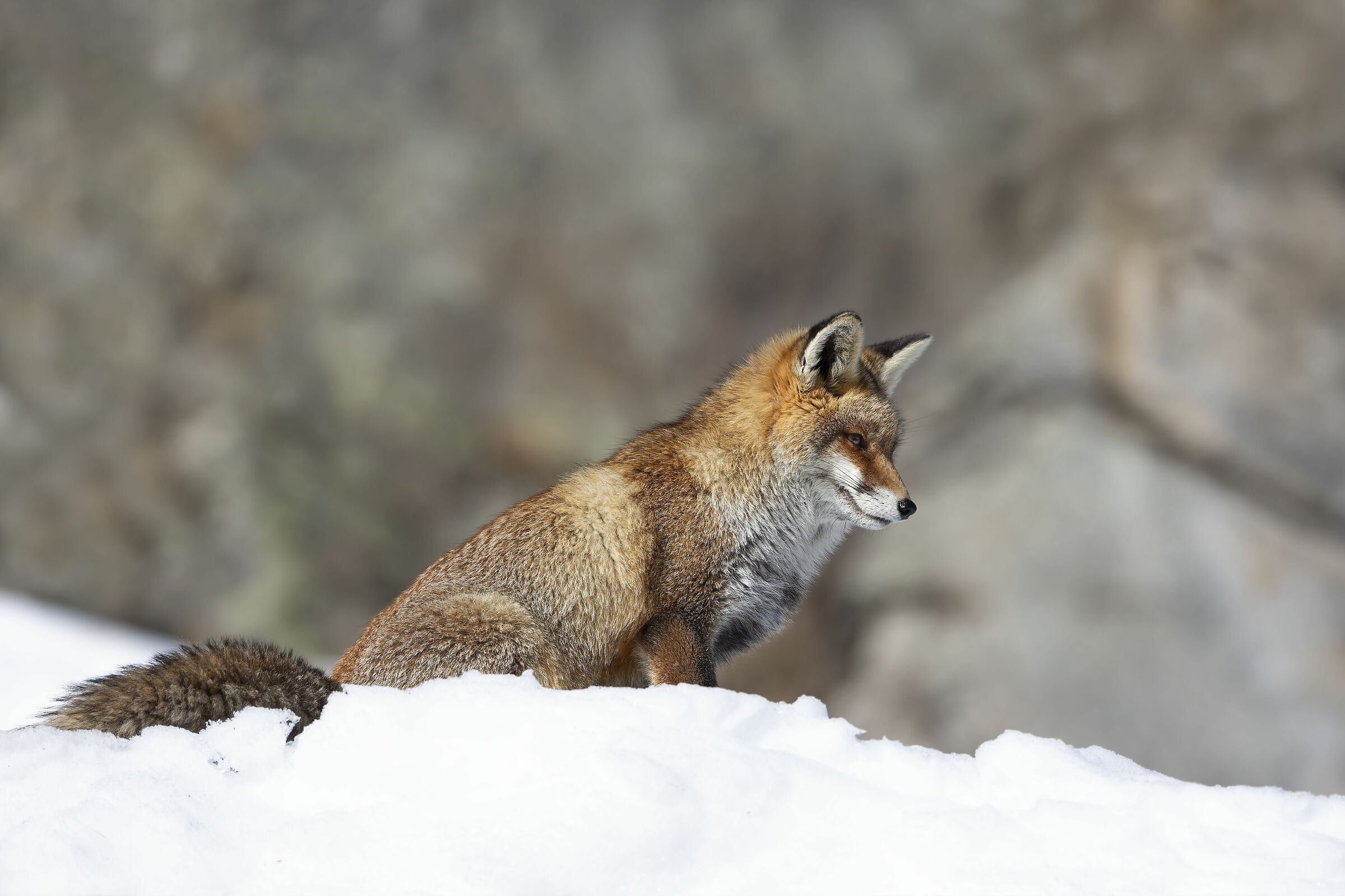 tra rocce e neve, volpe