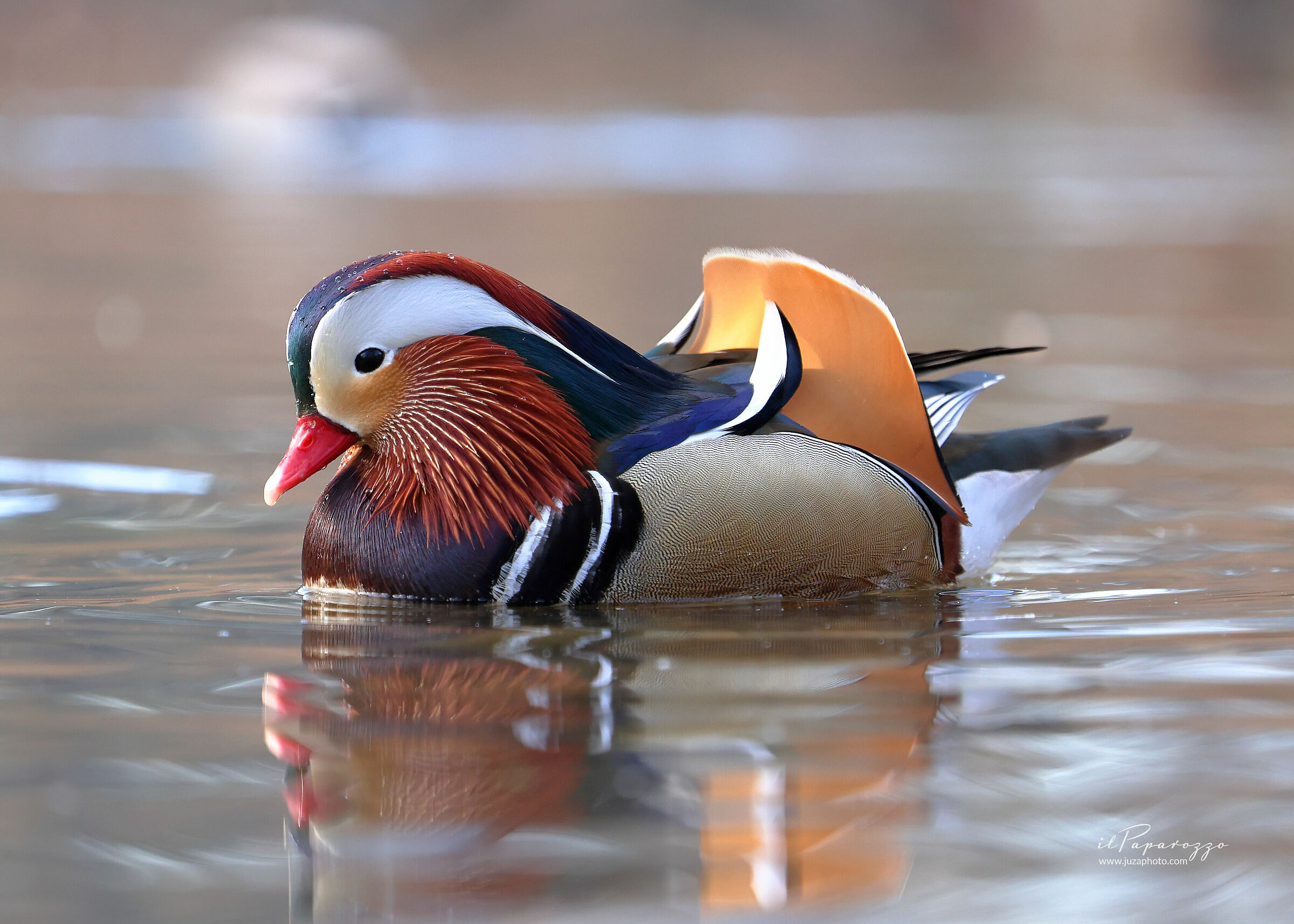 Mandarin duck