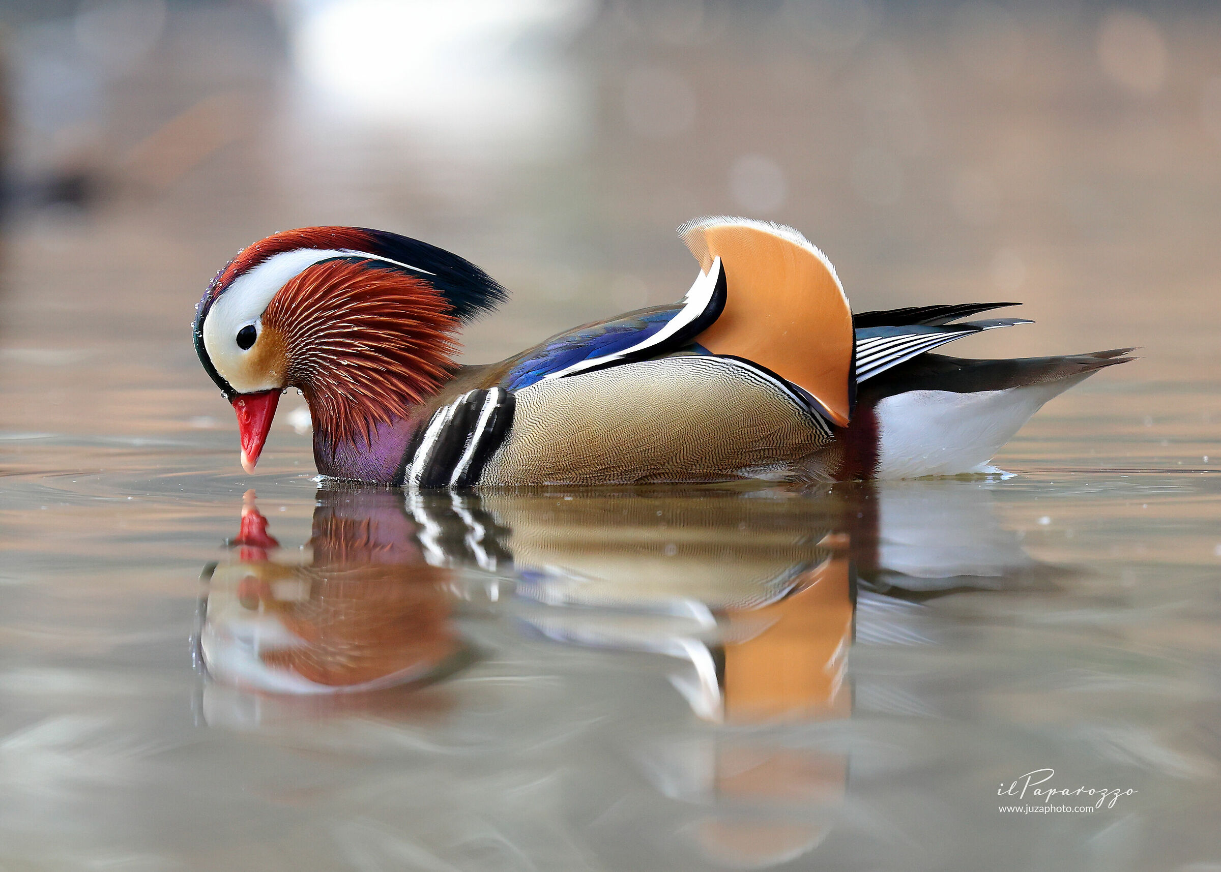 Mandarin duck