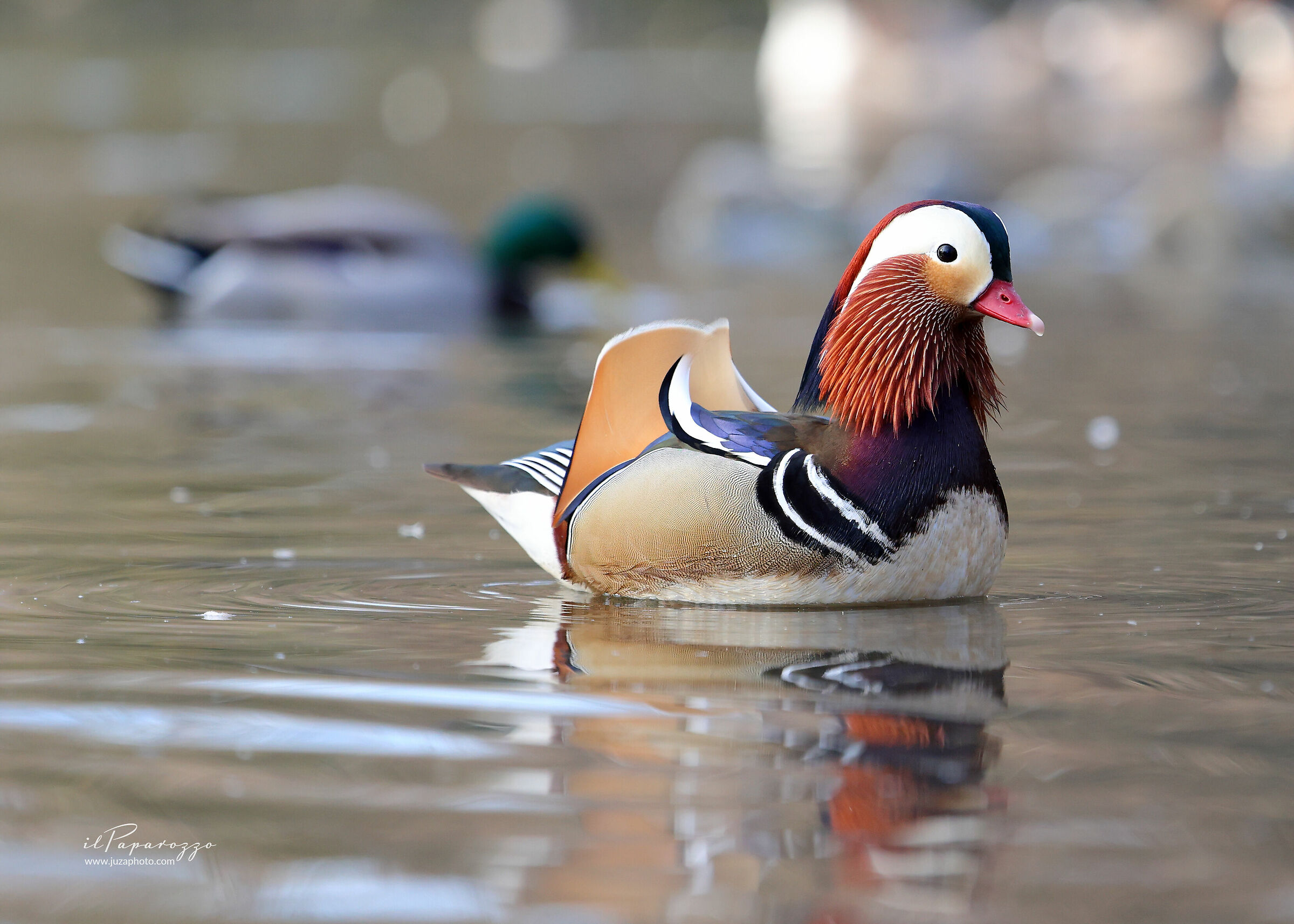 Mandarin duck