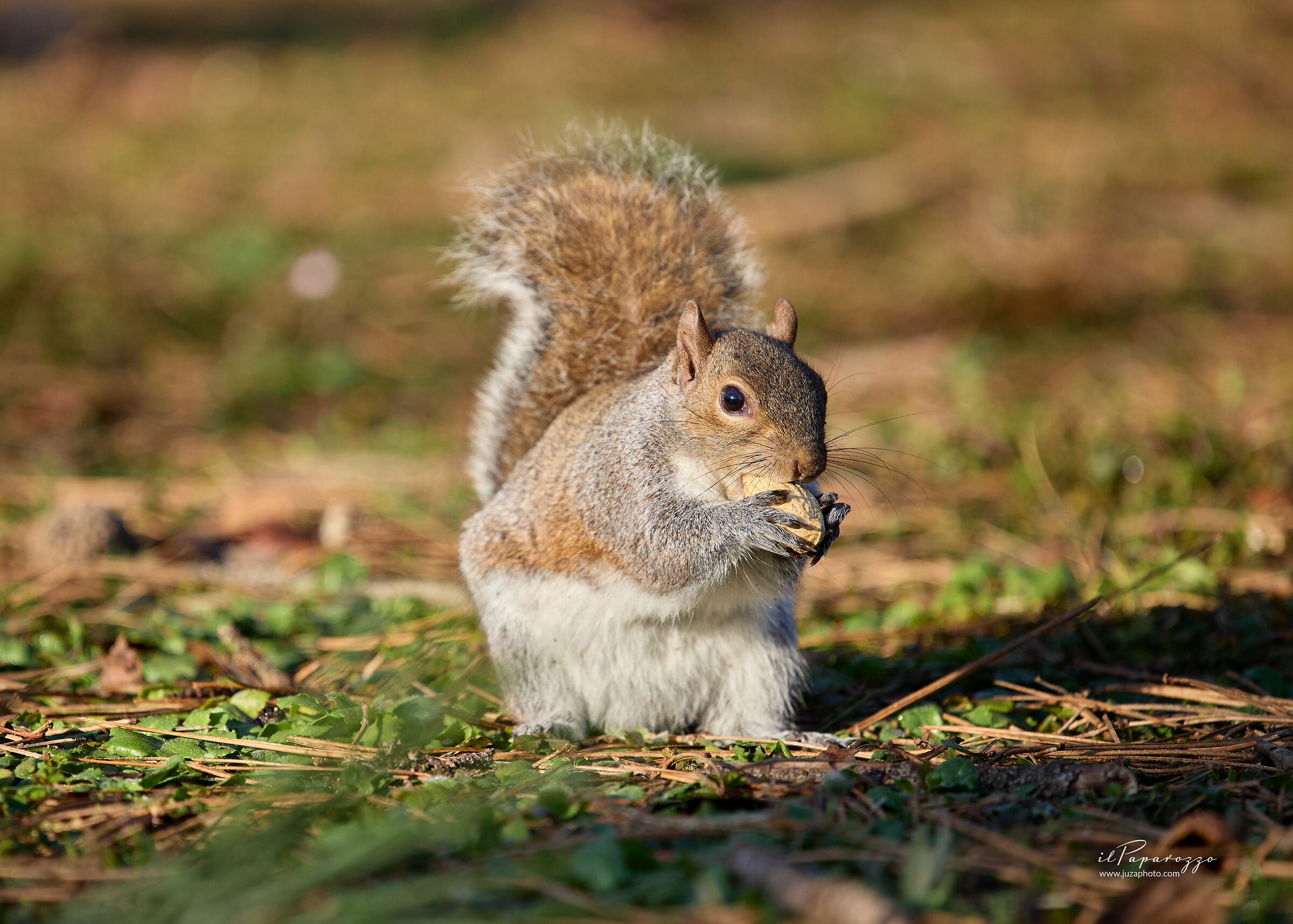 Grey Squirrel