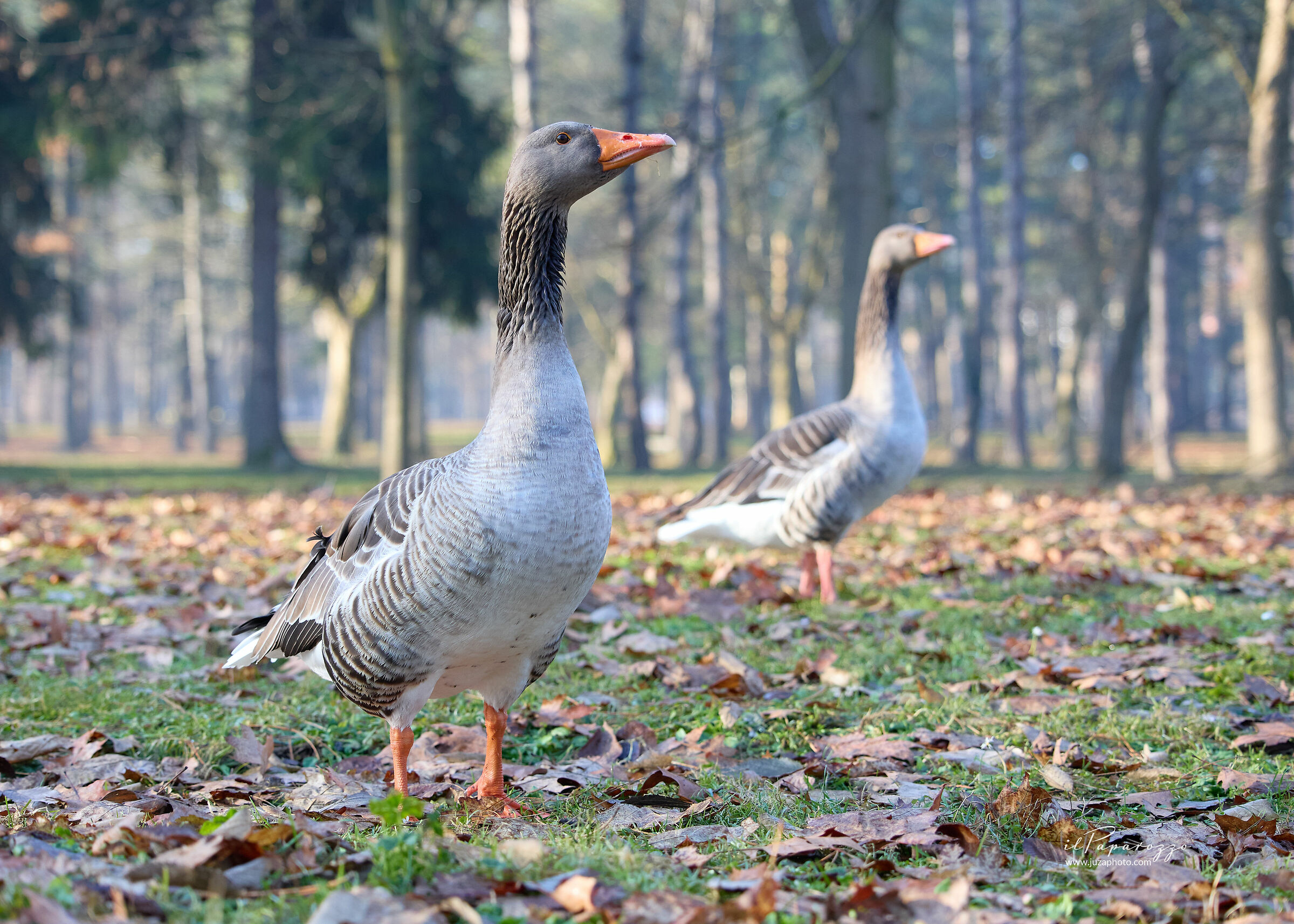 Greylag goose