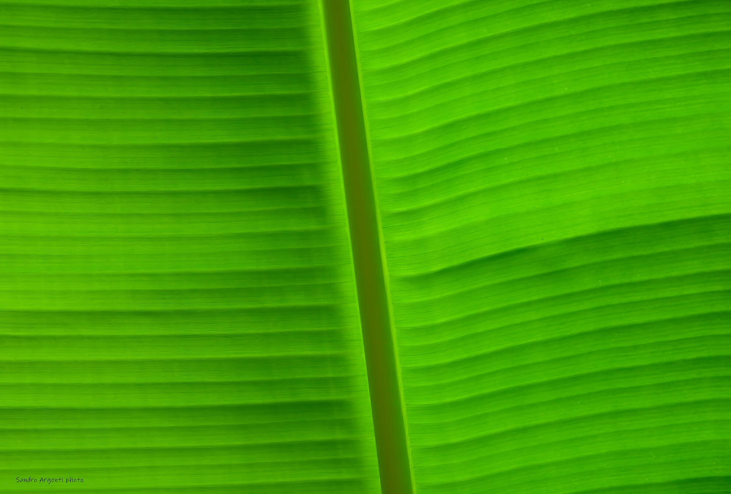 La trama del retro di una foglia illuminata dal sole.