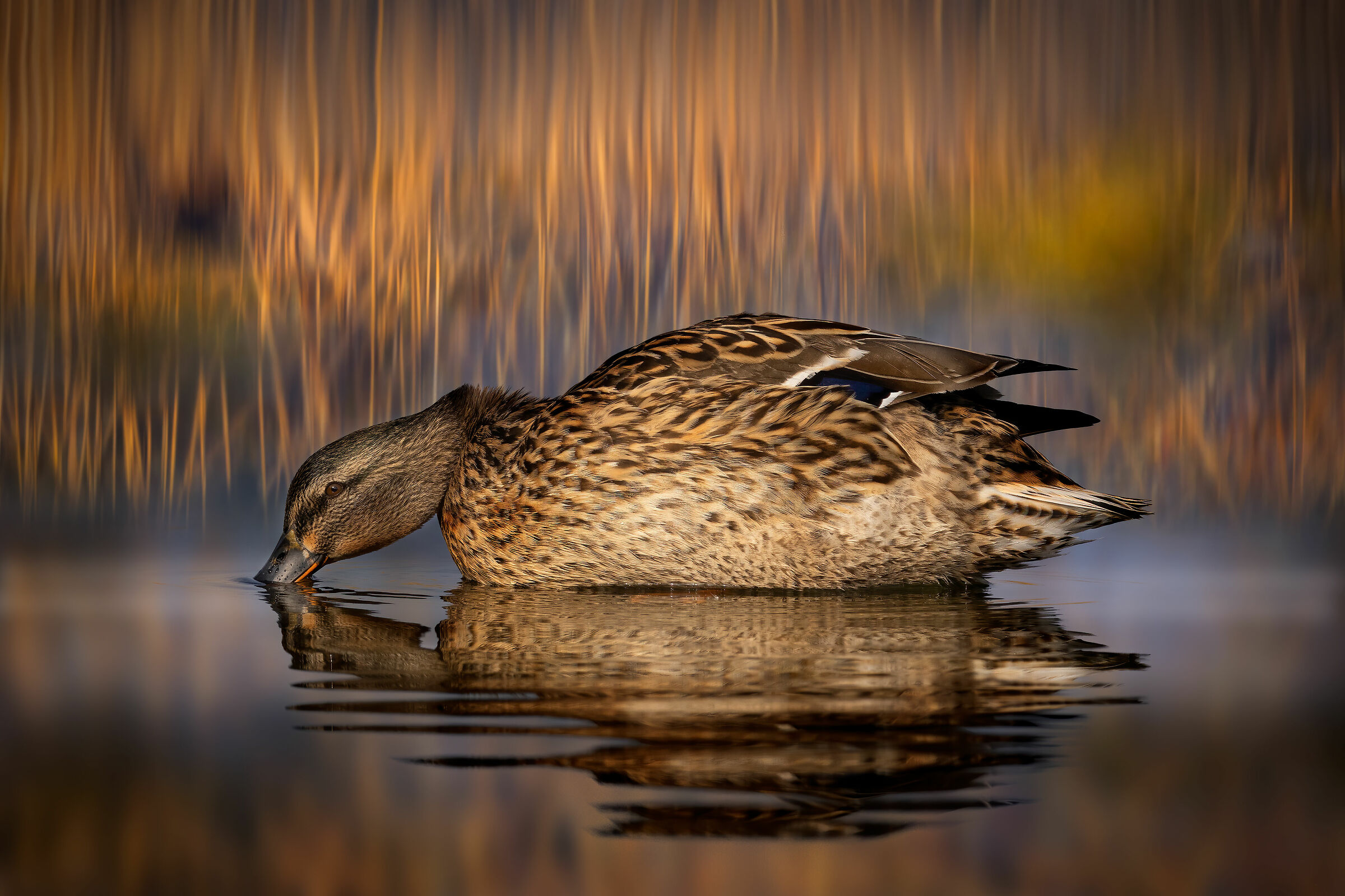 Germano reale femmina