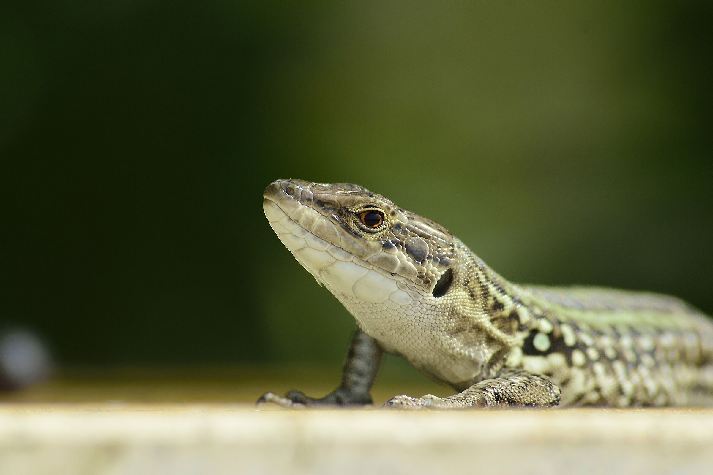 Podarcis siculus posing