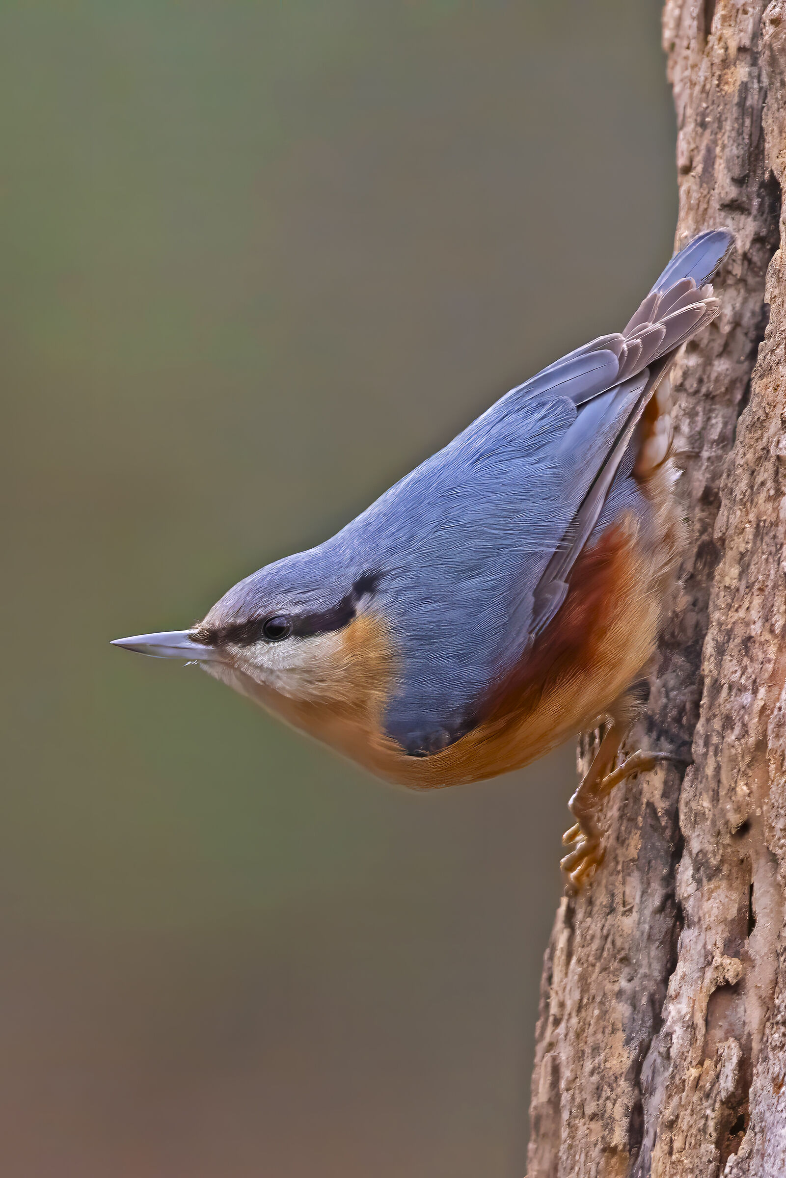 The posture of the Nuthatch