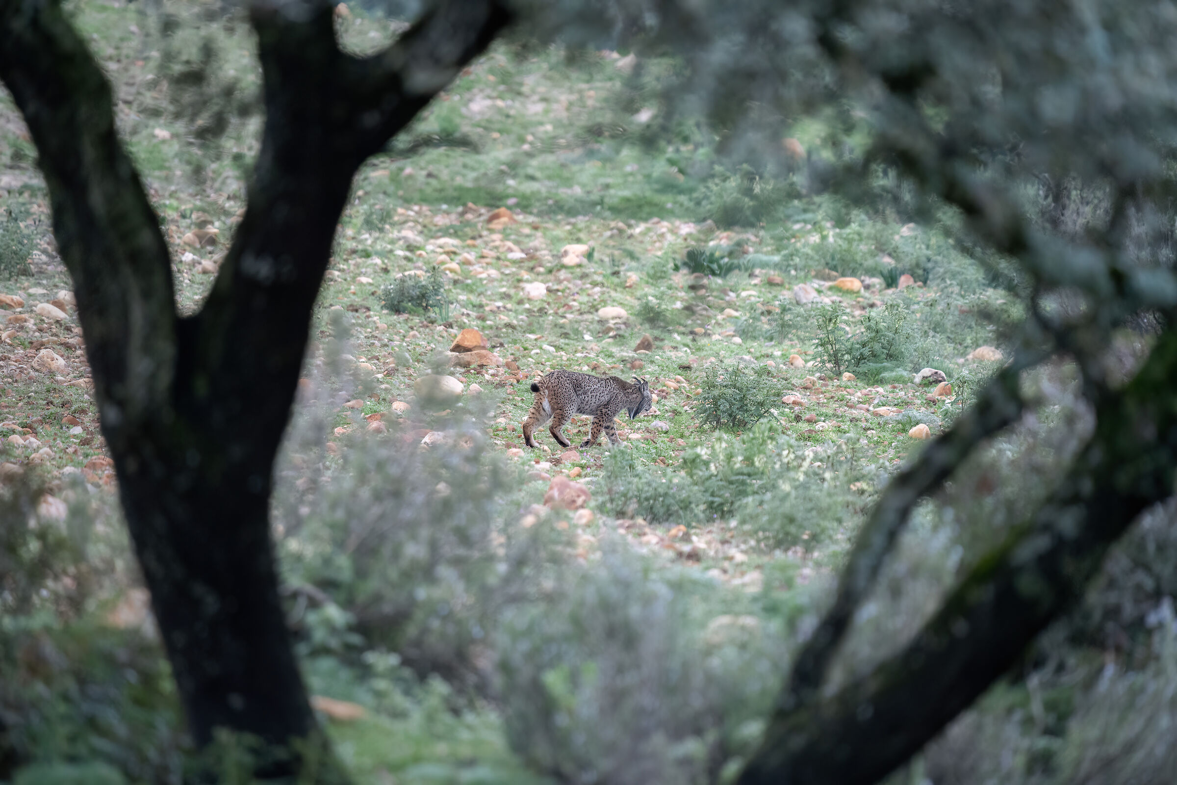 Il fantasma della Sierra Morena