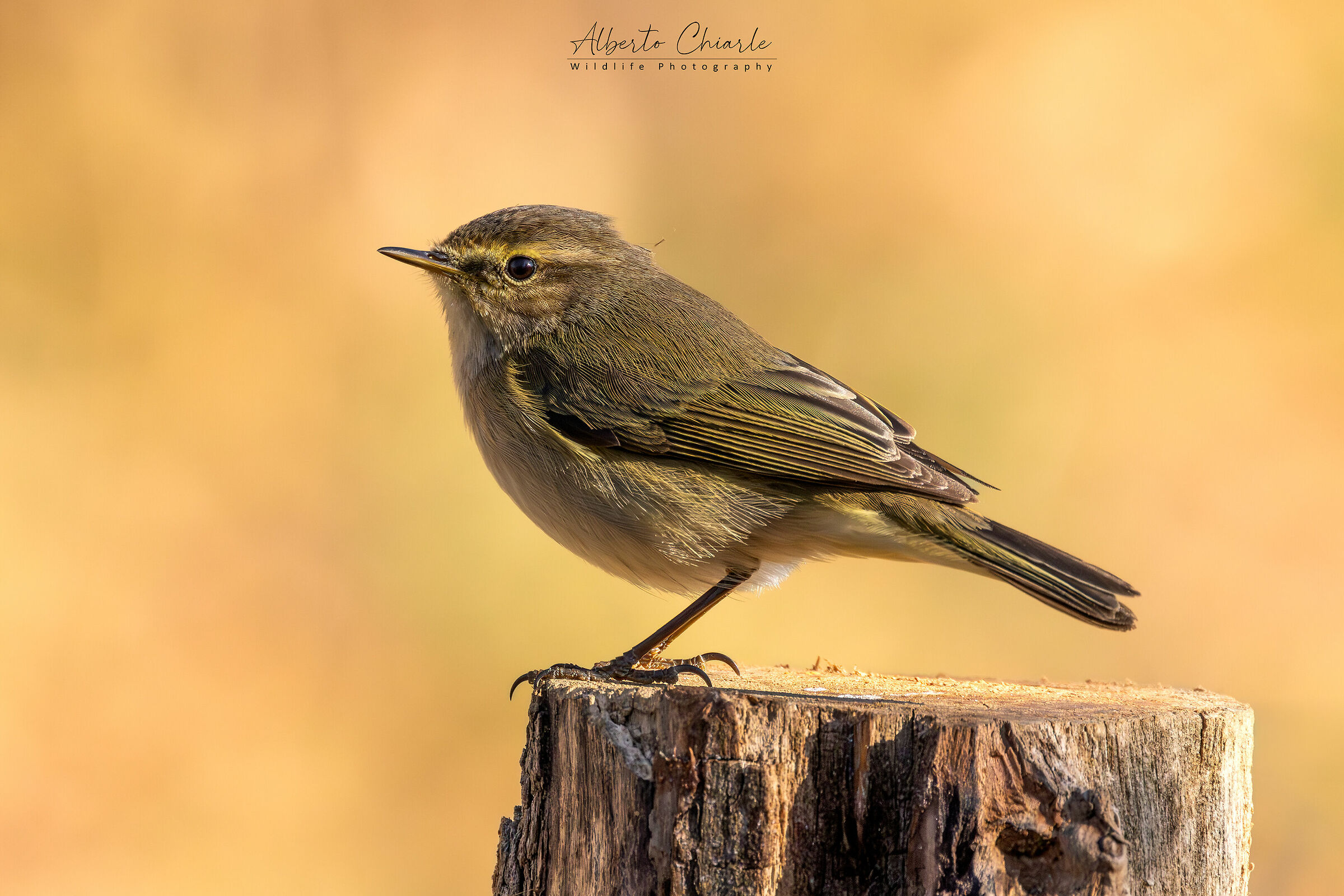 Warbler (Phylloscopus collybita)