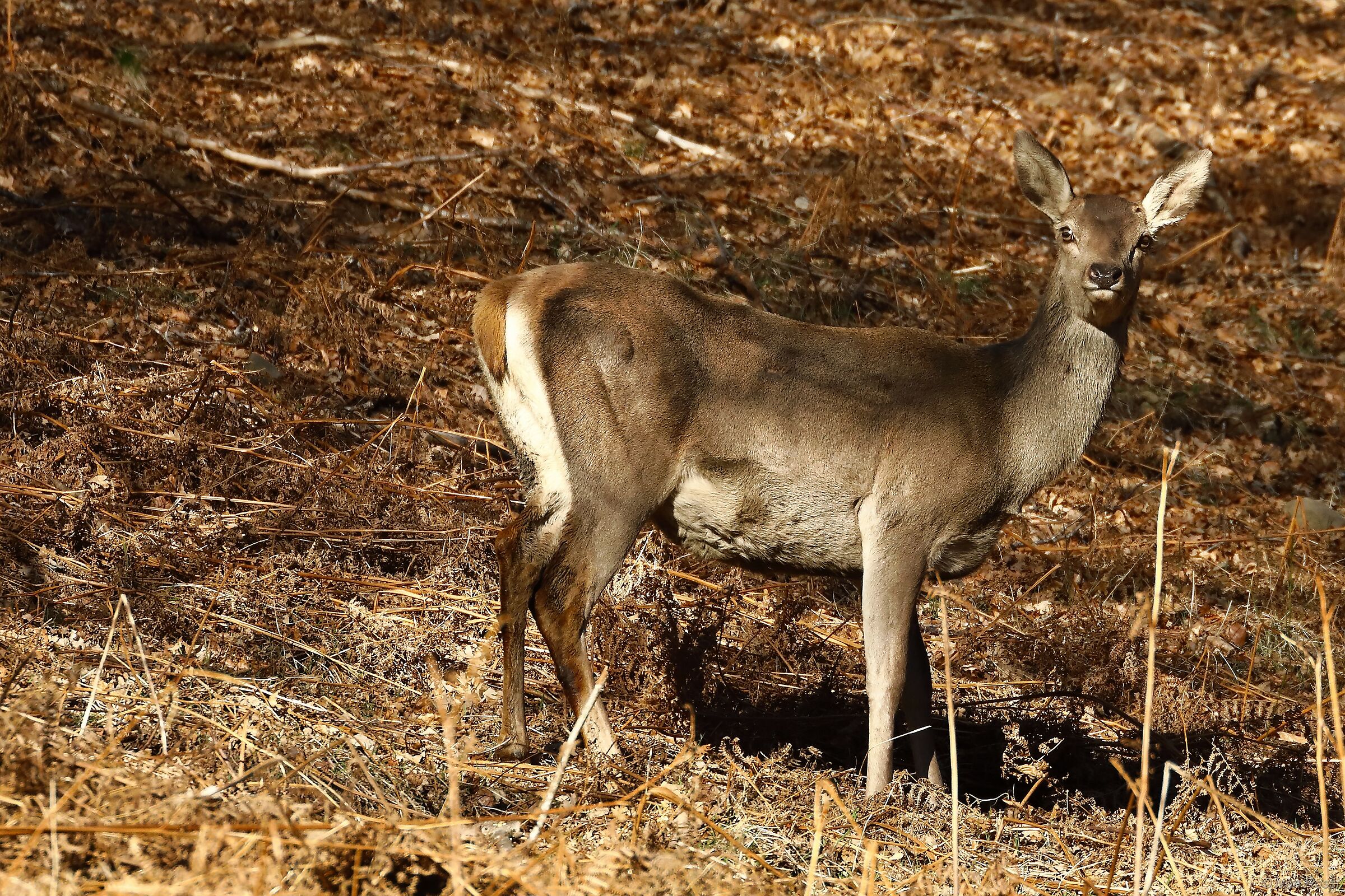 Cervo femmina