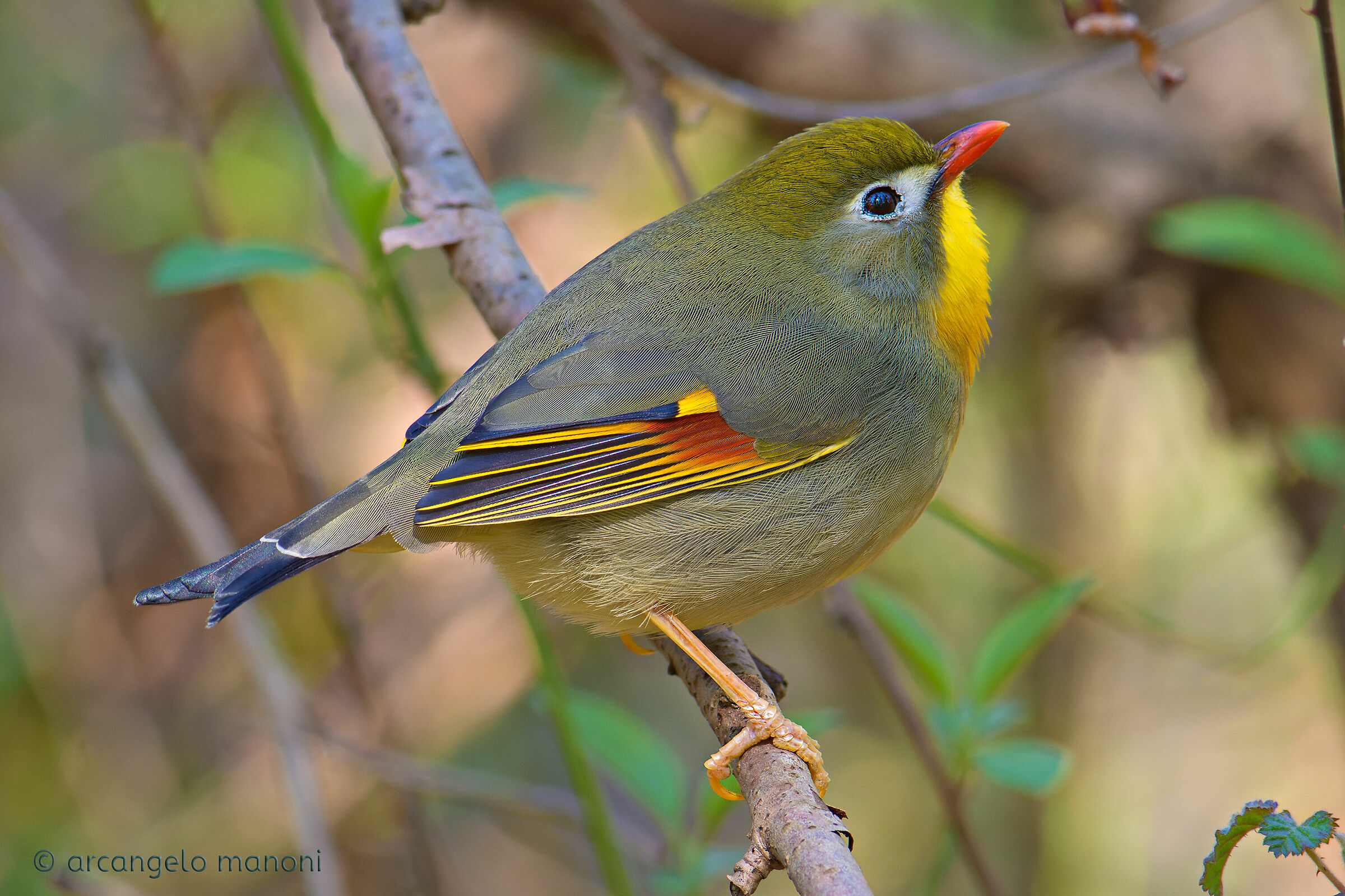 The Elf of the Woods