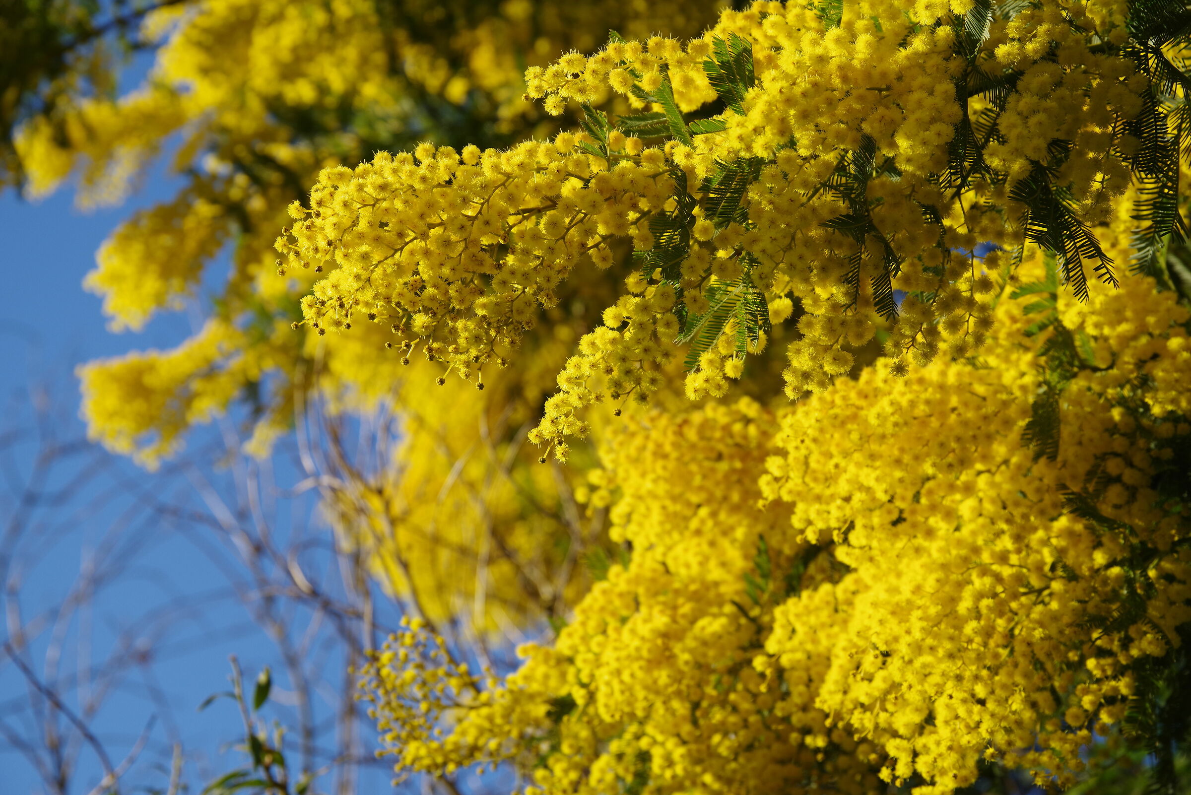 mimosa