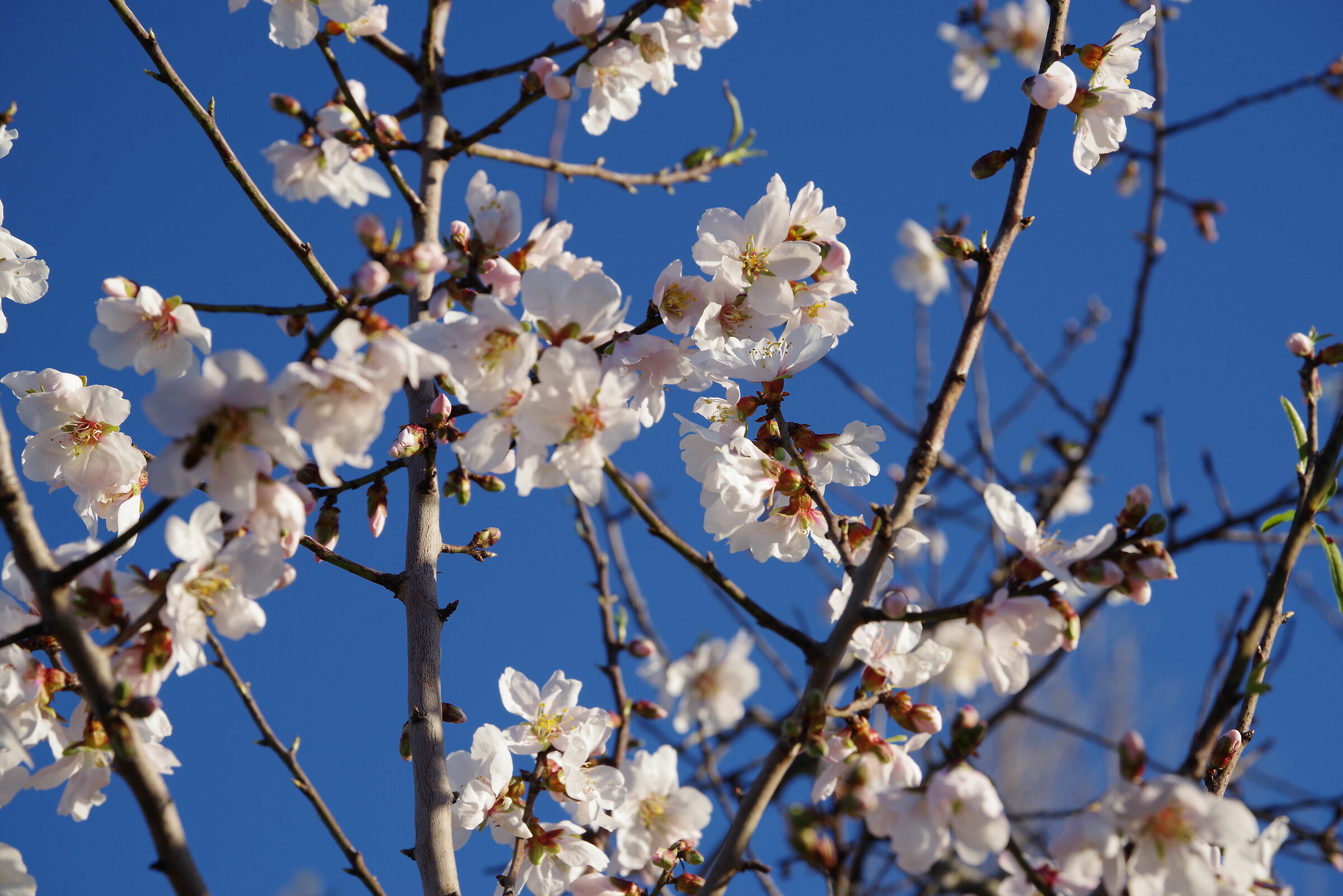 almond tree