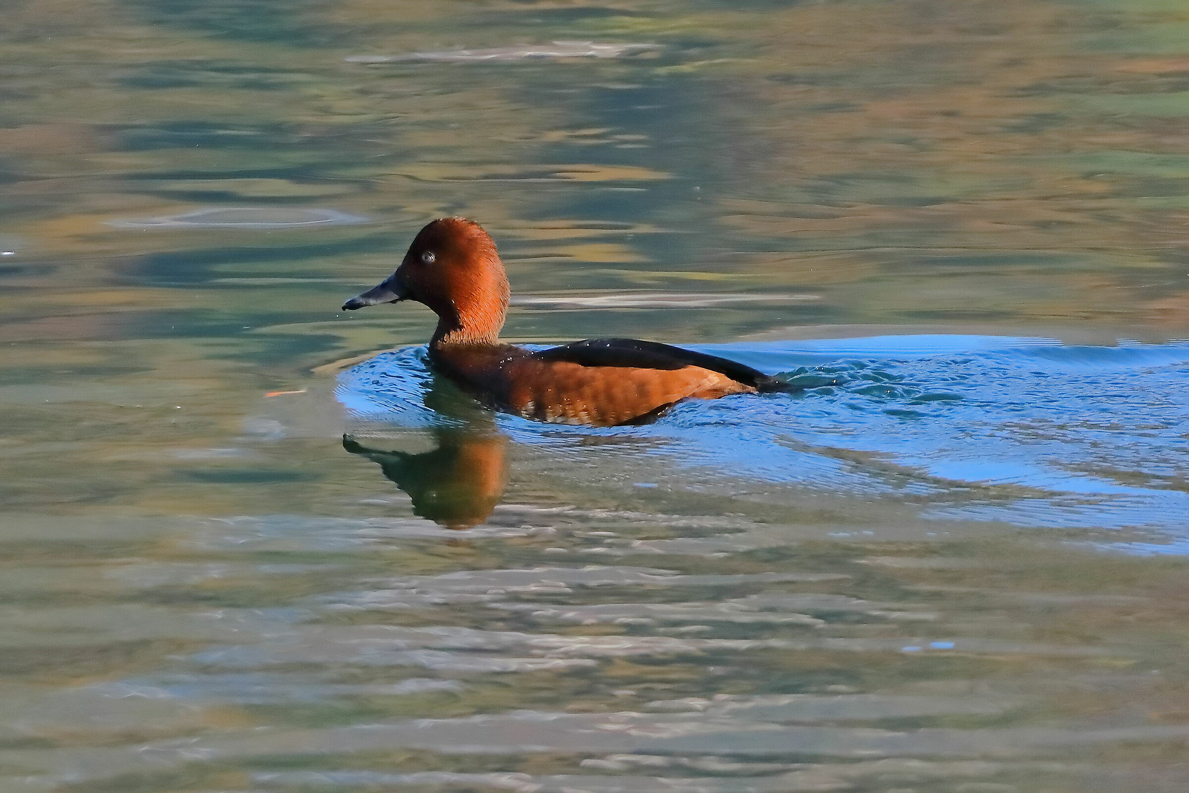 Moretta T 24-11-2023