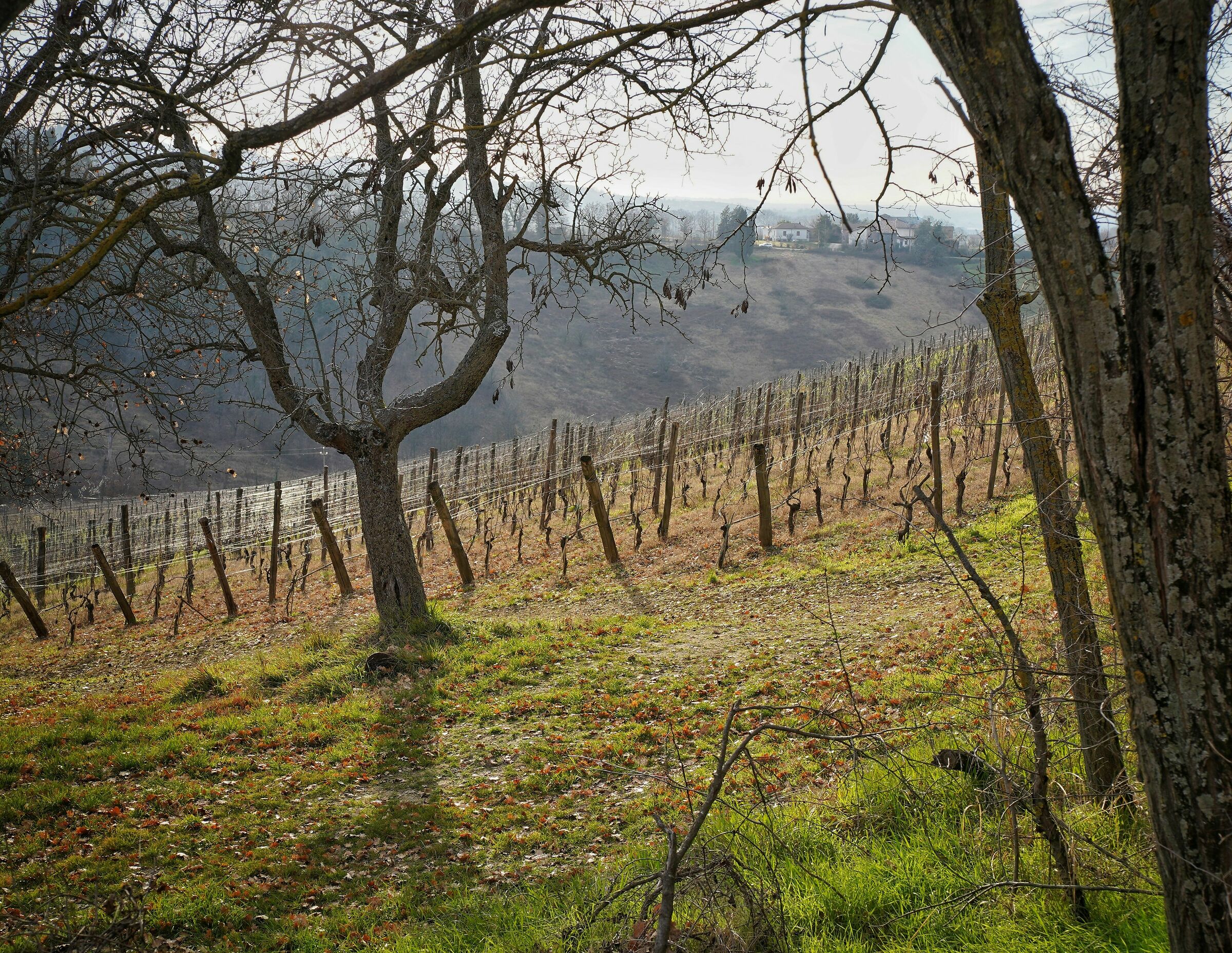 La vigna d'inverno