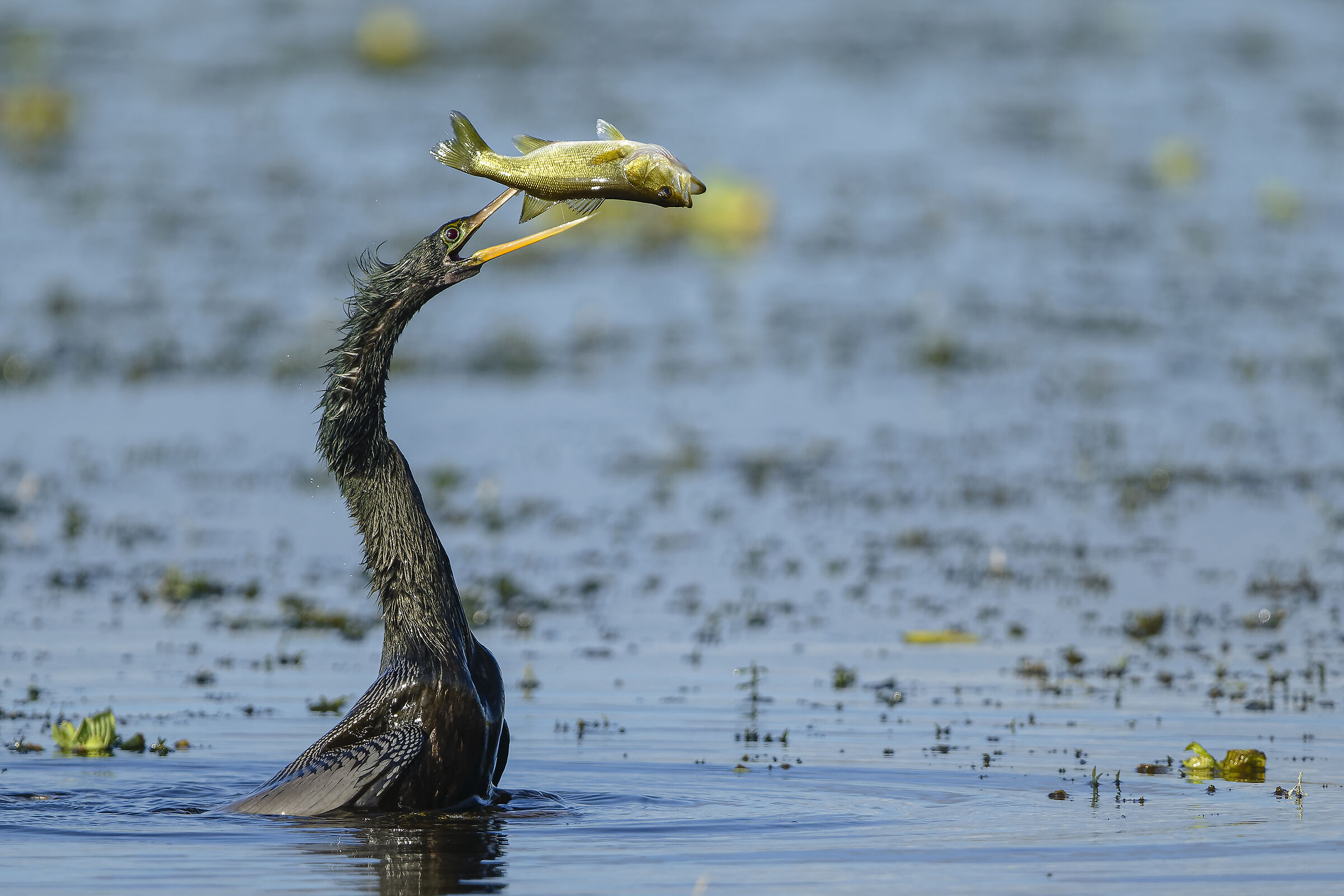 la caccia dell'anhinga
