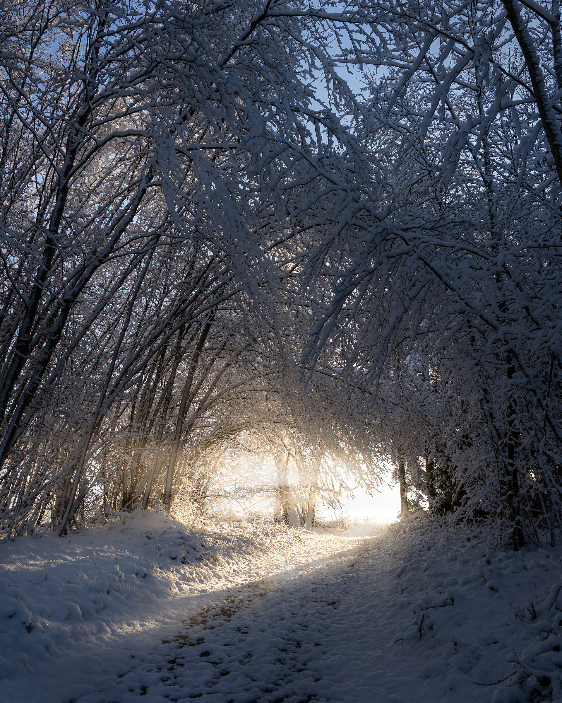 Una tranquilla mattinata sulla neve