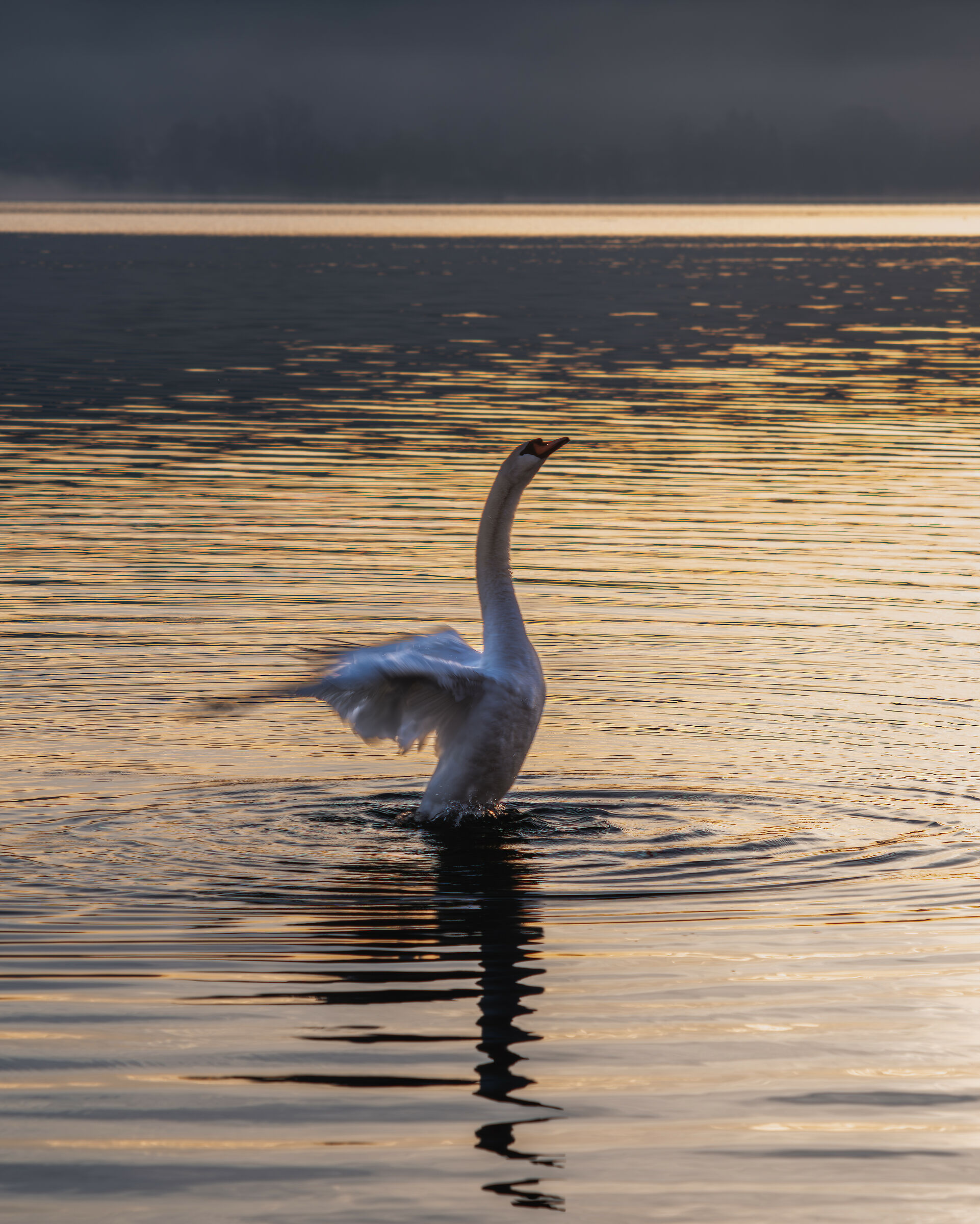 The Swan Dance, Arona, Lake Maggiore