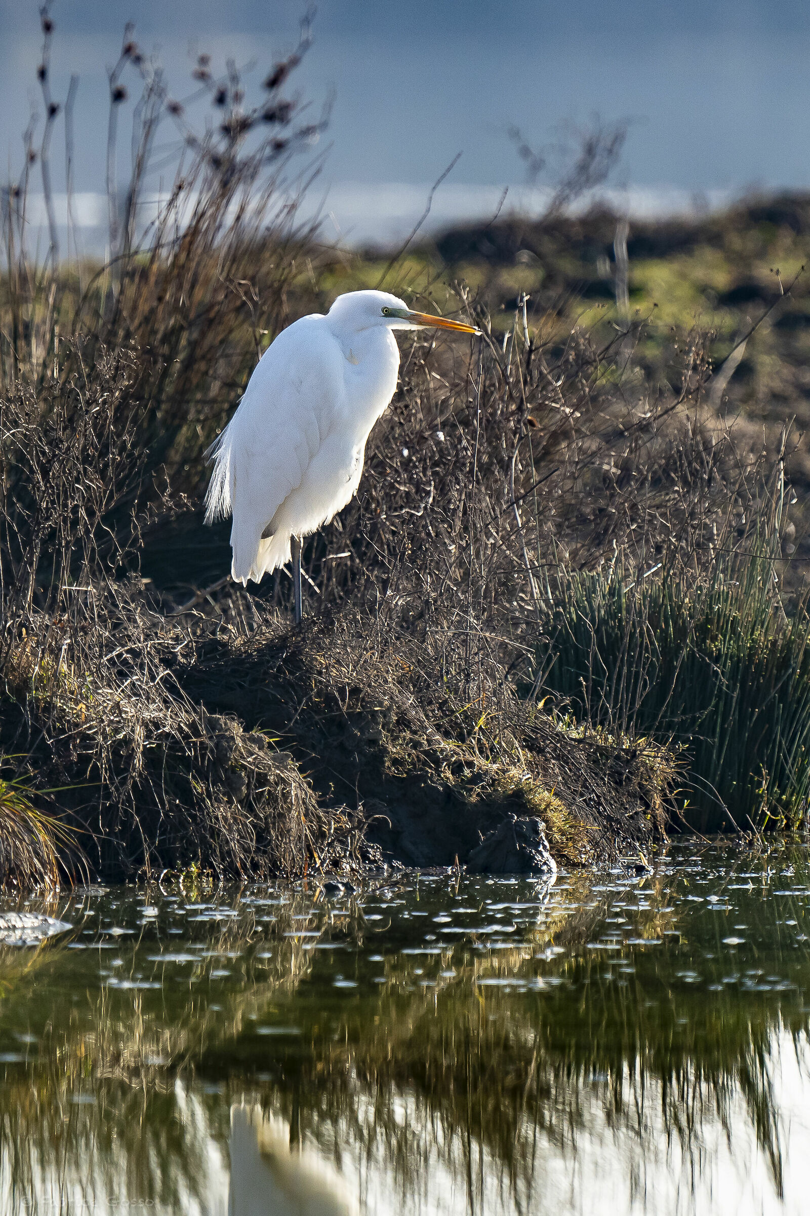 Benvenuto all'isola della Cona