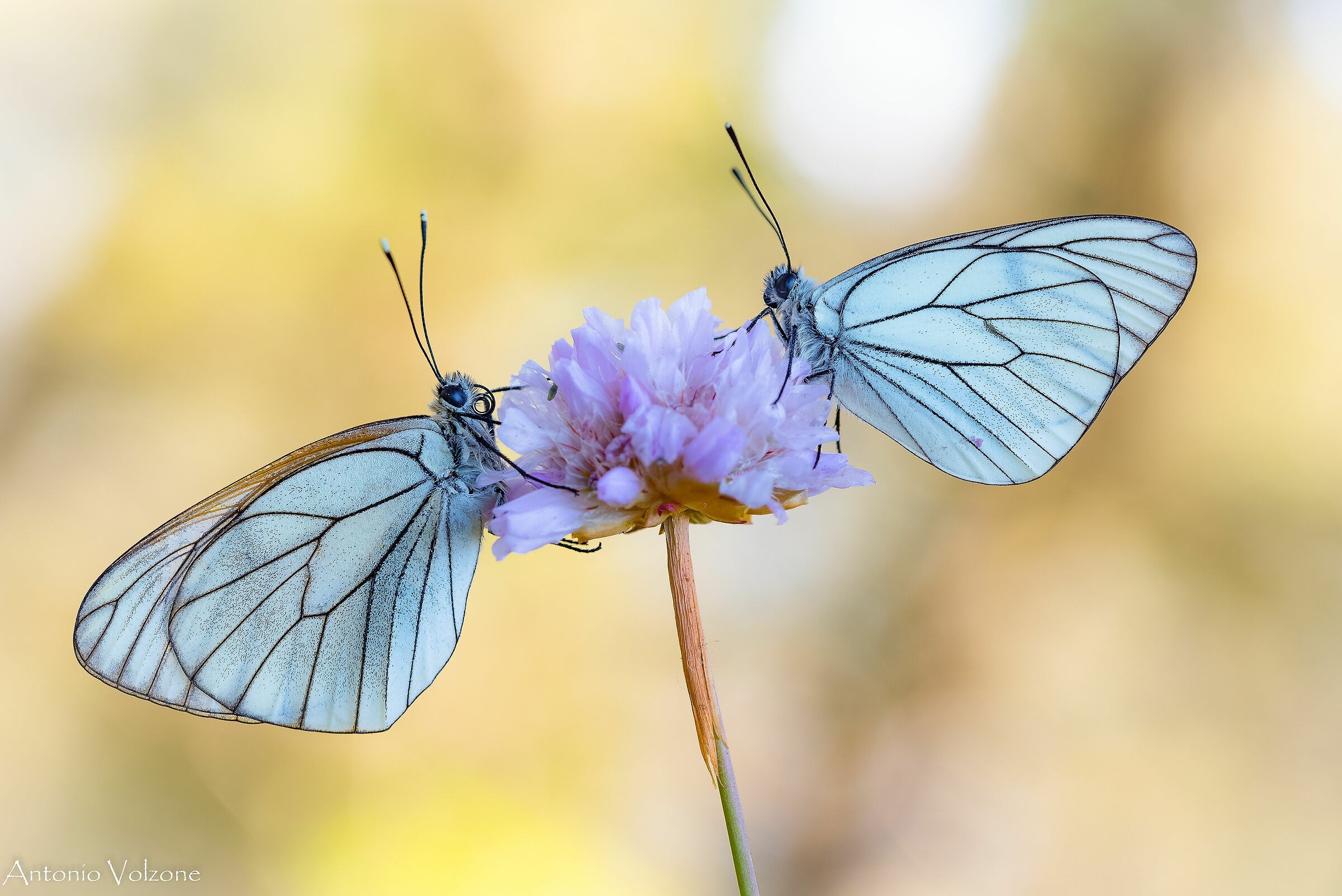 Aporia , the couple