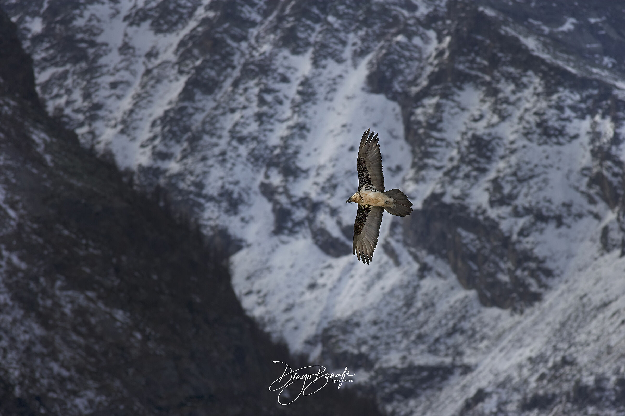 Gipeto adulto ambientato