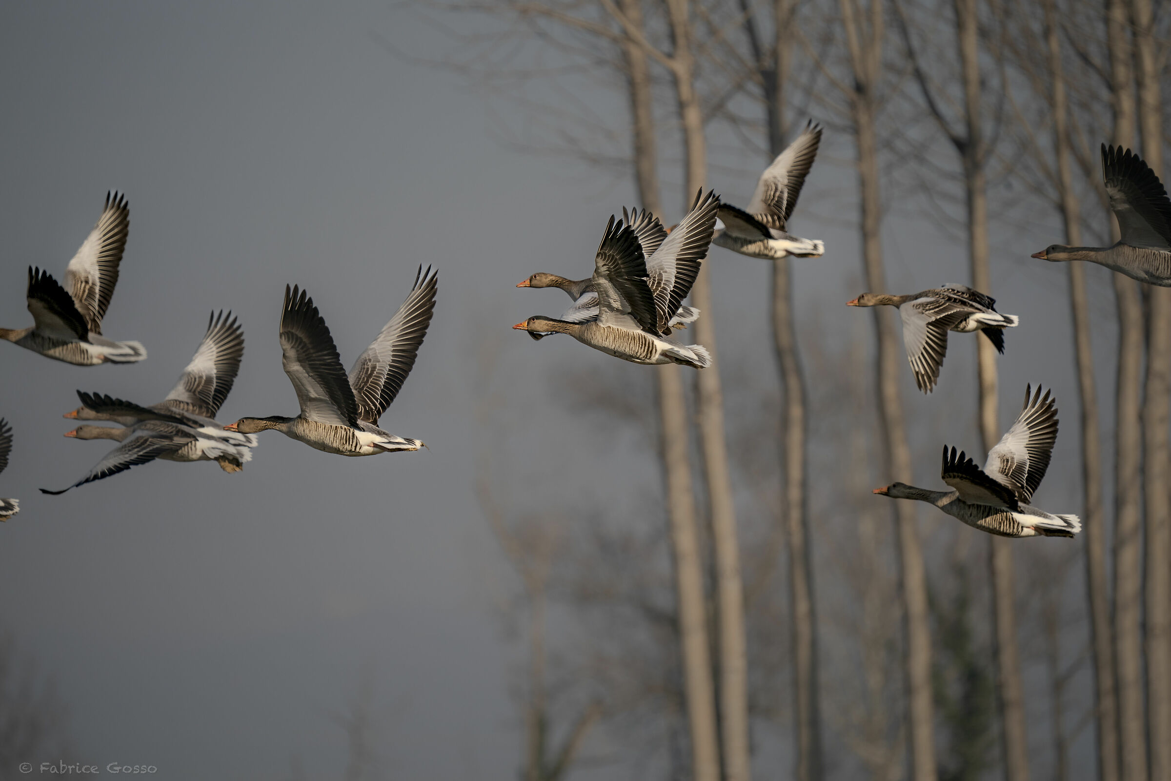 Wild geese