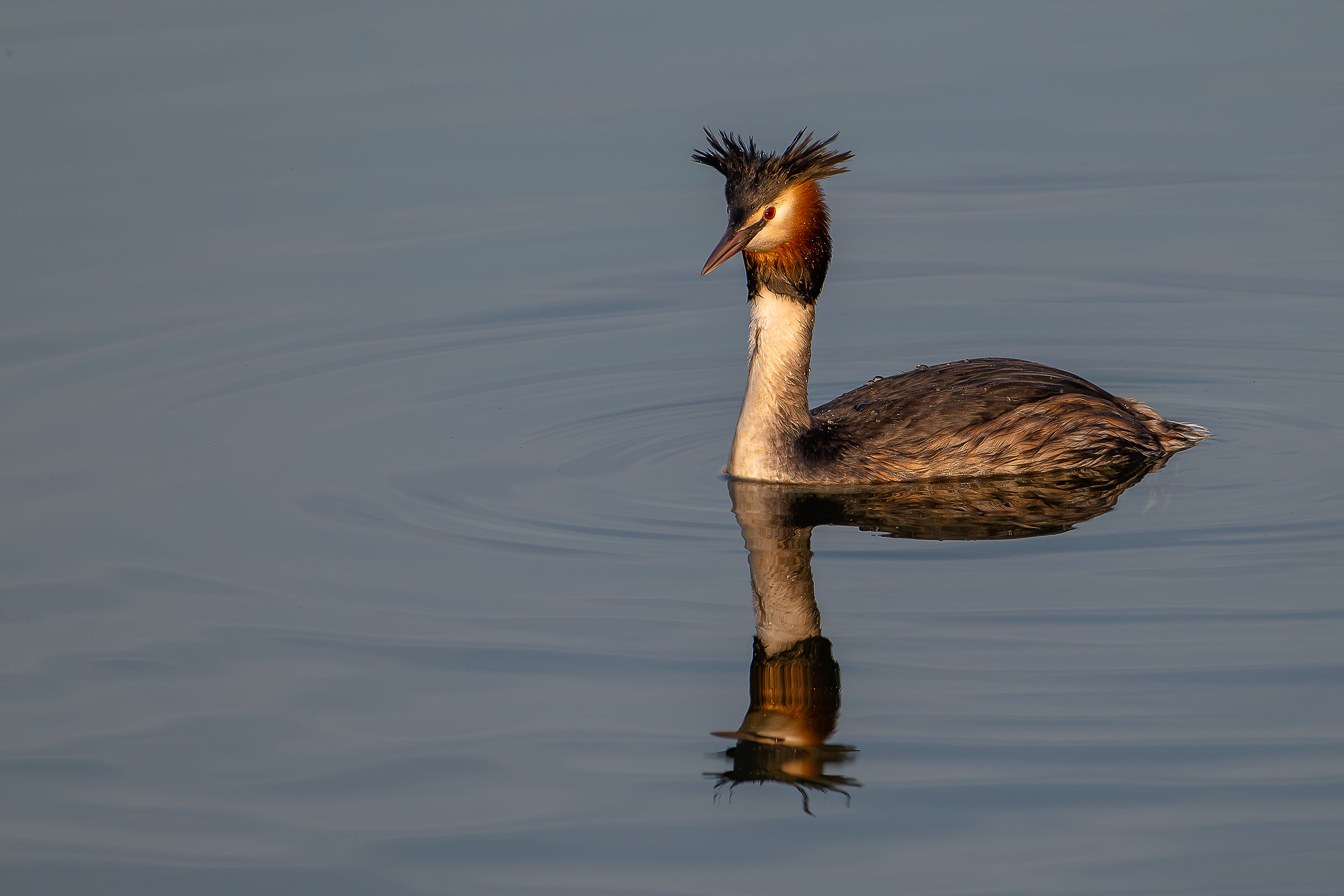 Grebe