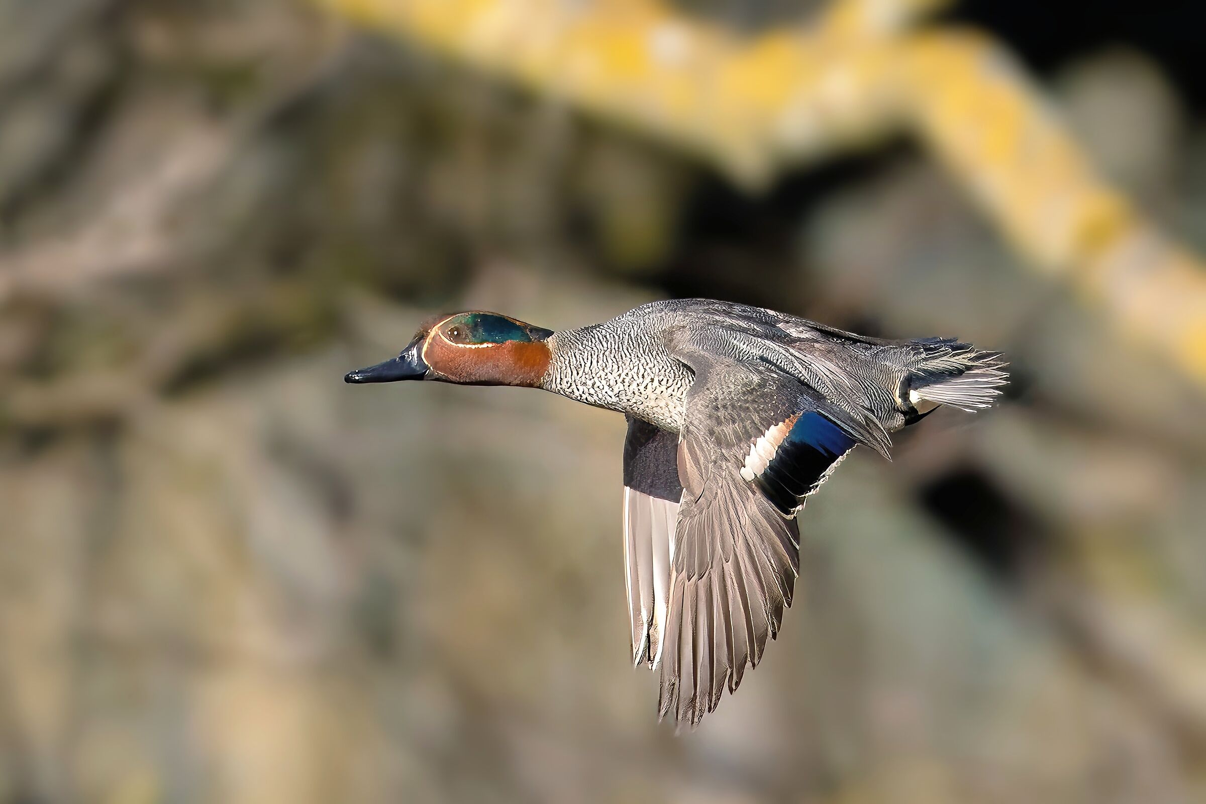 Alzavola Europea (Anas Crecca) maschio