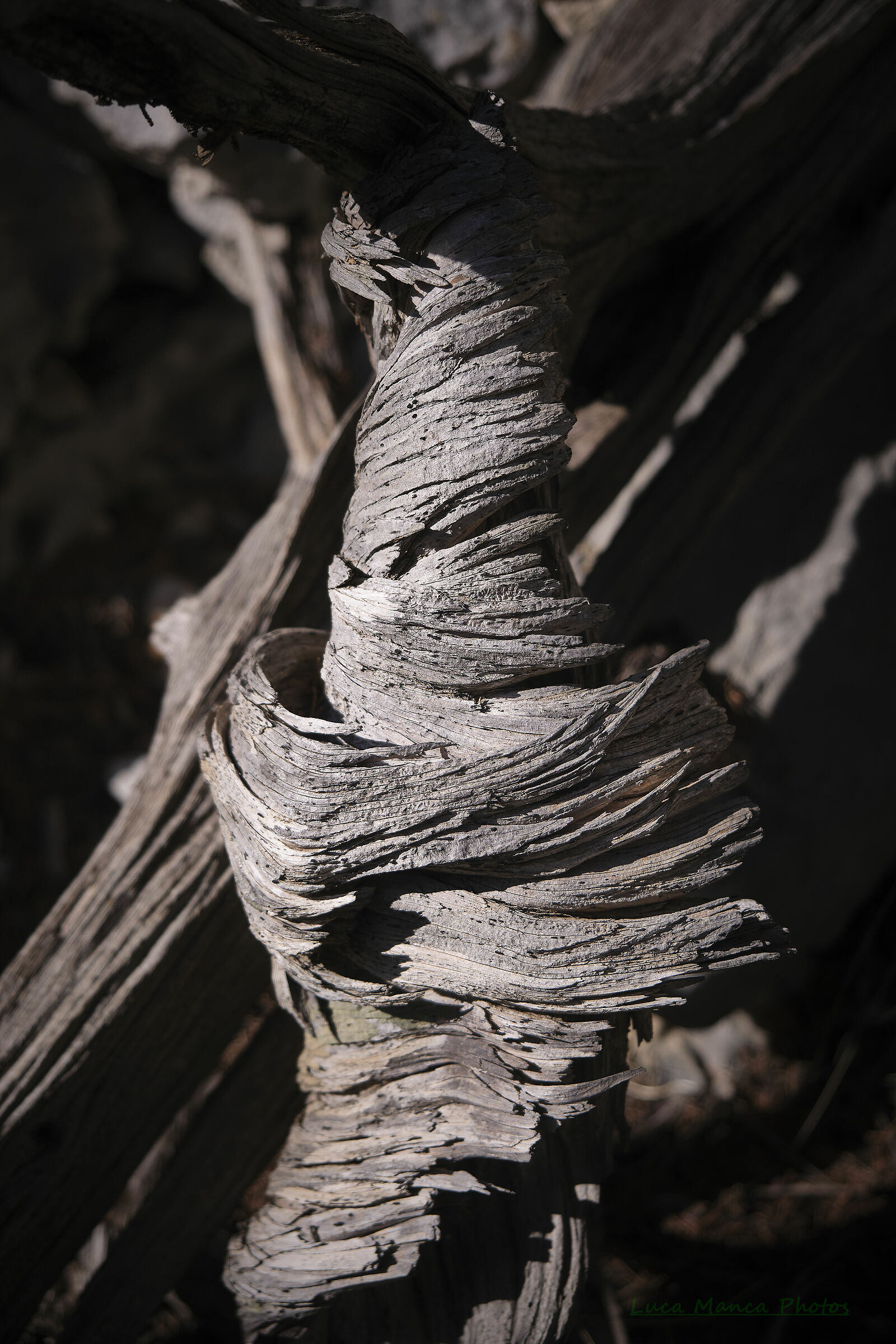 Junipers forged by the wind in Sardinia