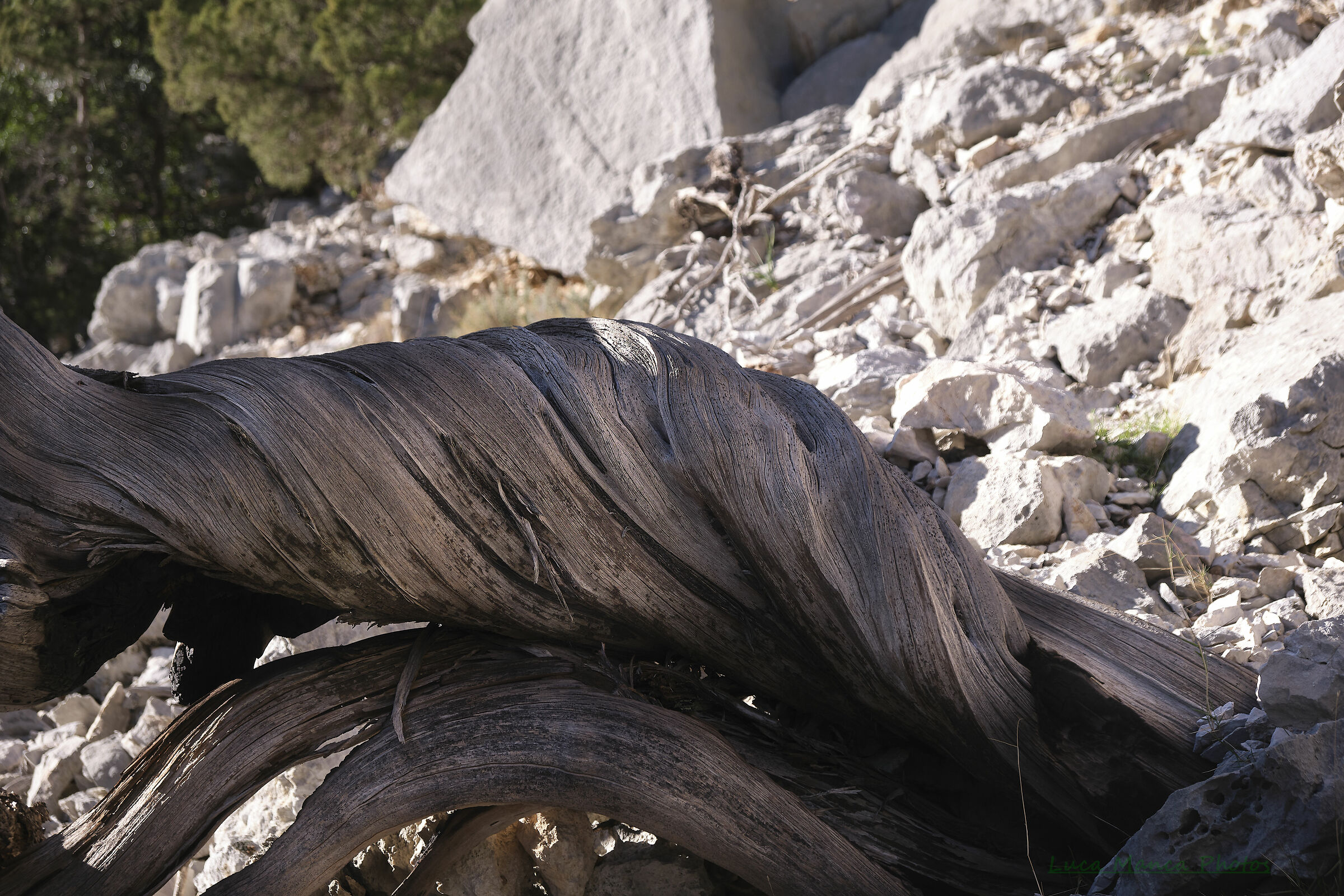 Ginepri forgiati dal vento in Sardegna