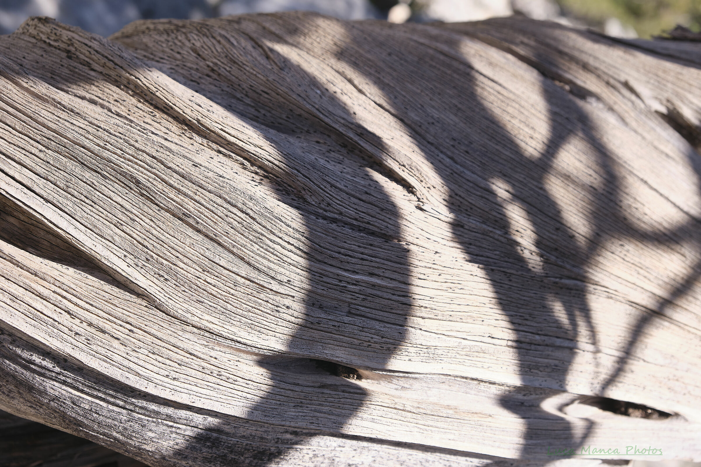 Ginepri forgiati dal vento in Sardegna