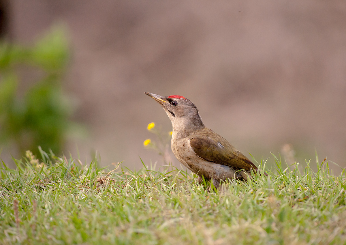 Woodpecker Picus canus