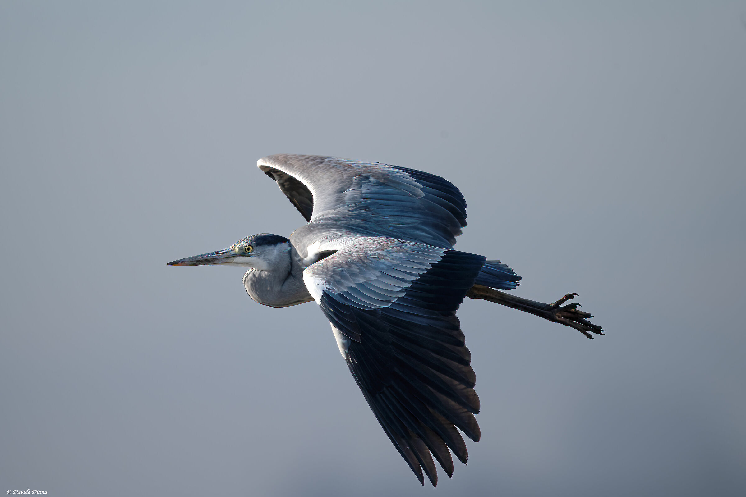 Grey Heron - Vercelli rice fields