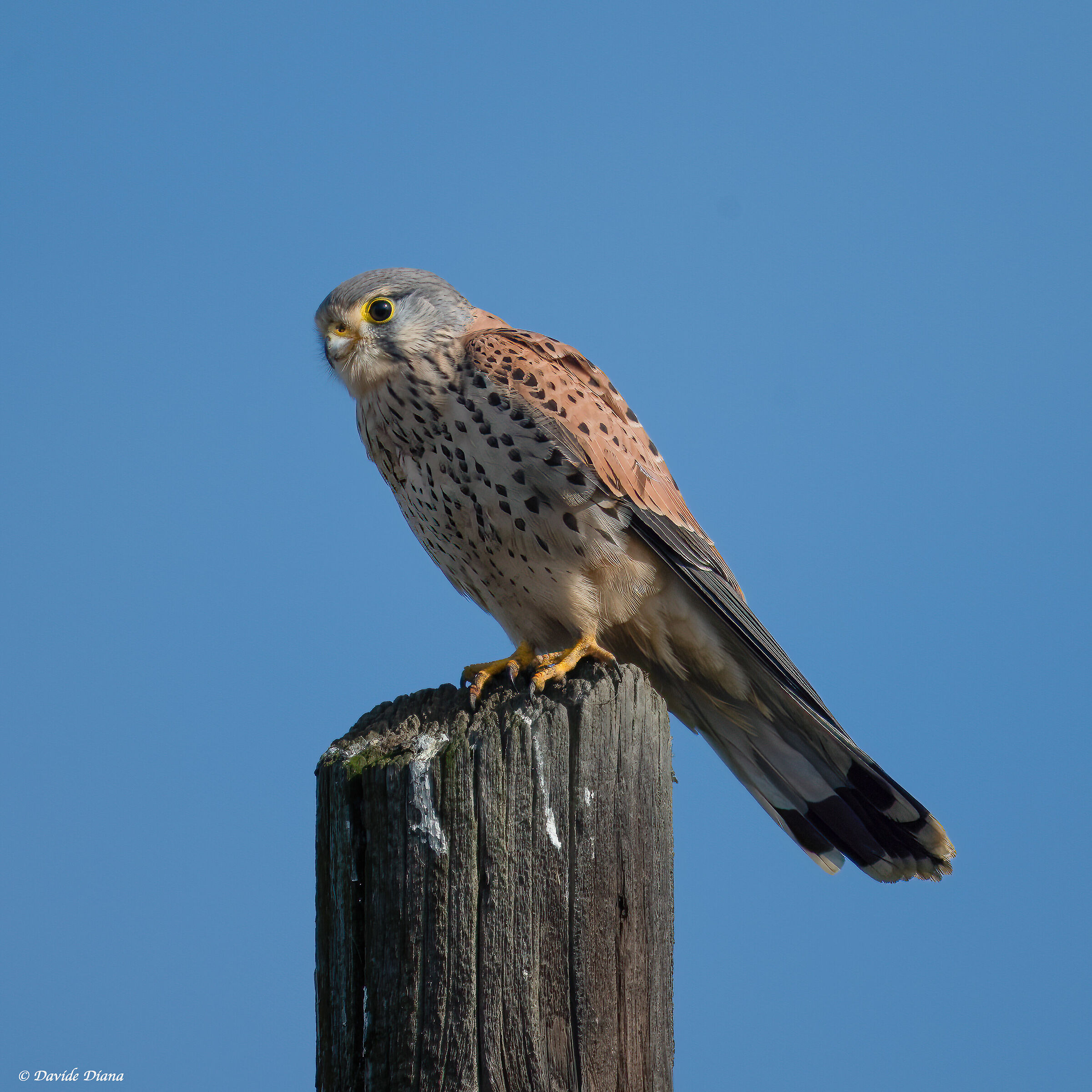 Kestrel - Vercelli rice fields