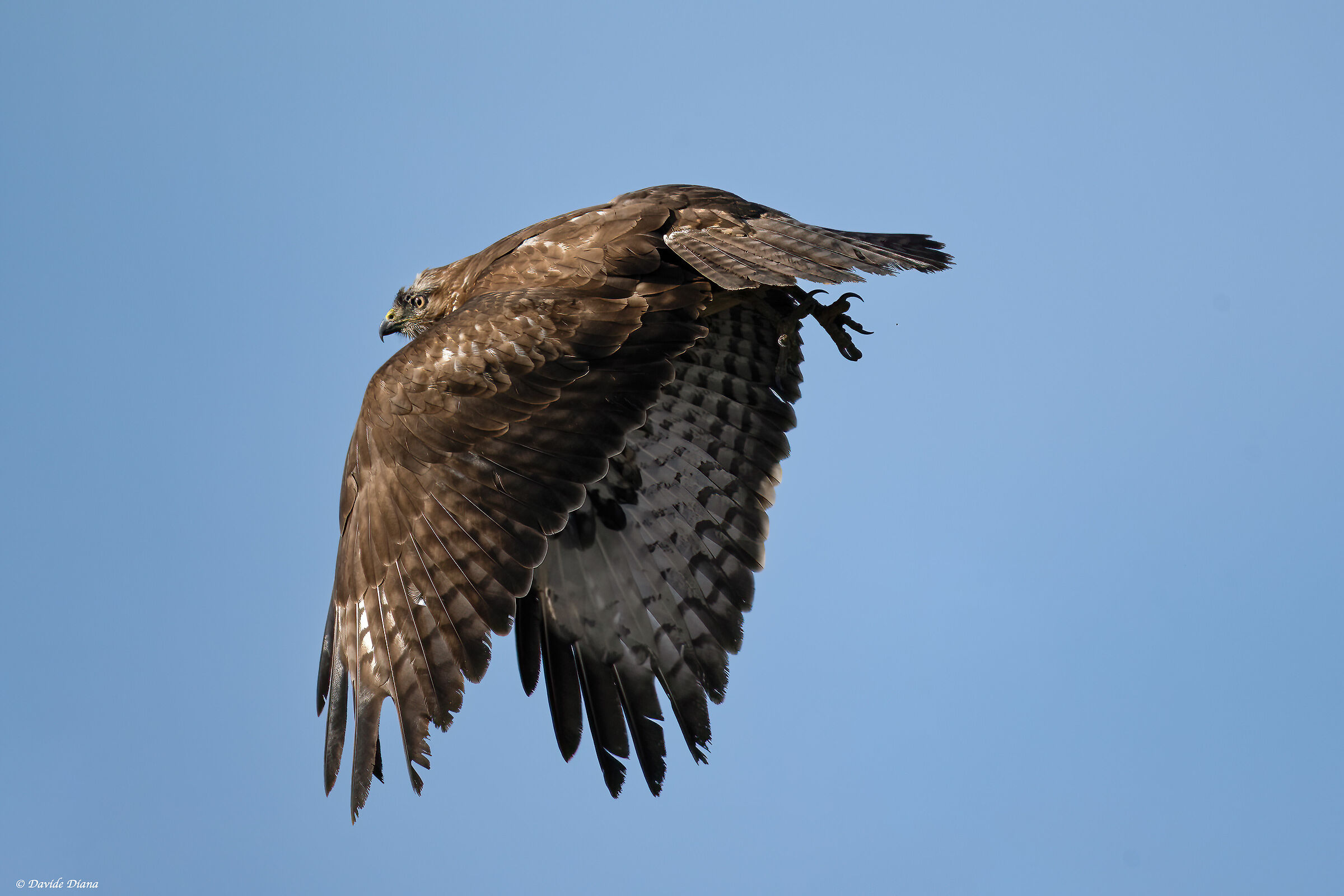 Buzzards- Vercelli rice fields