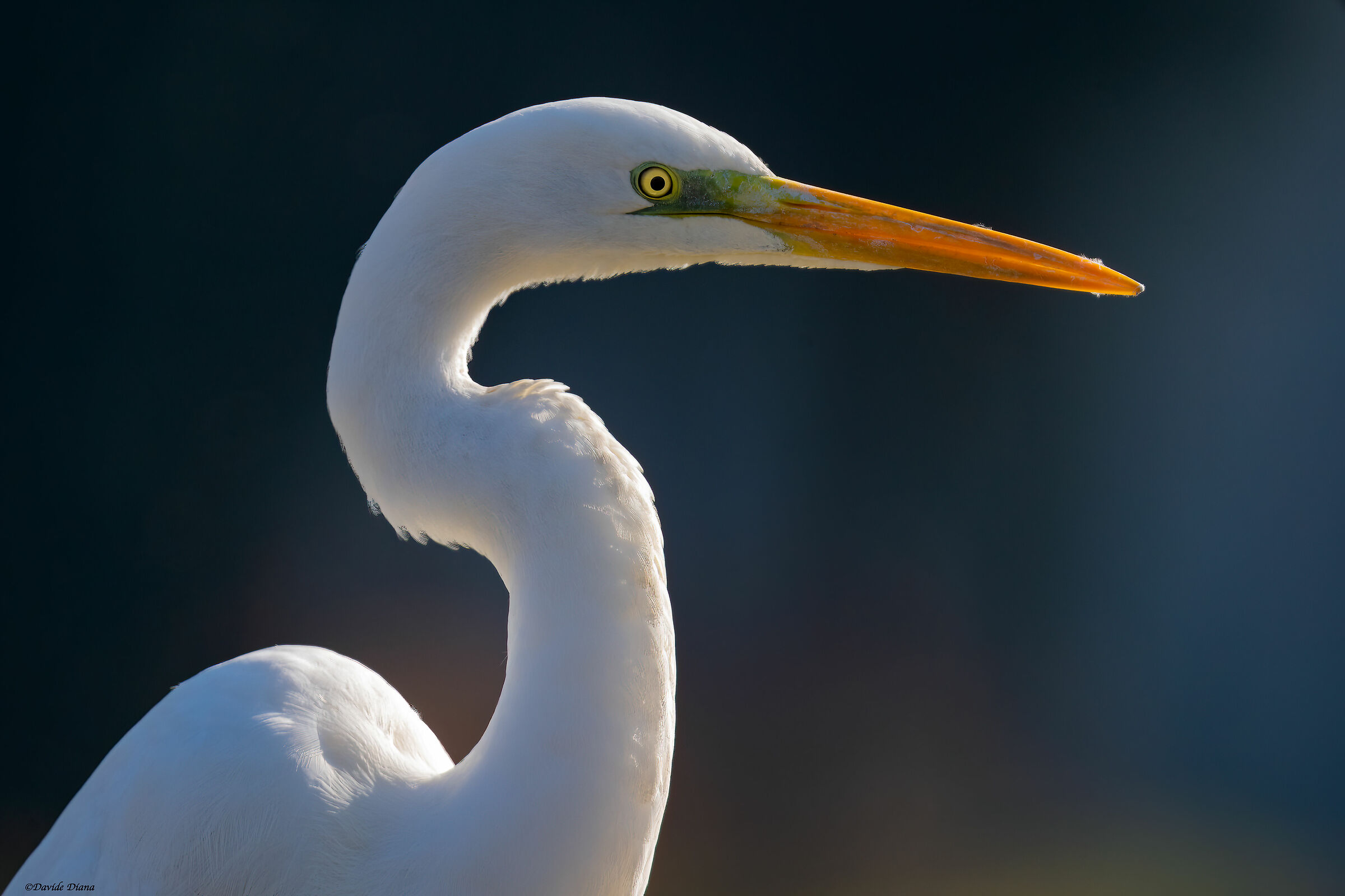 Great White Heron - Vercelli rice fields