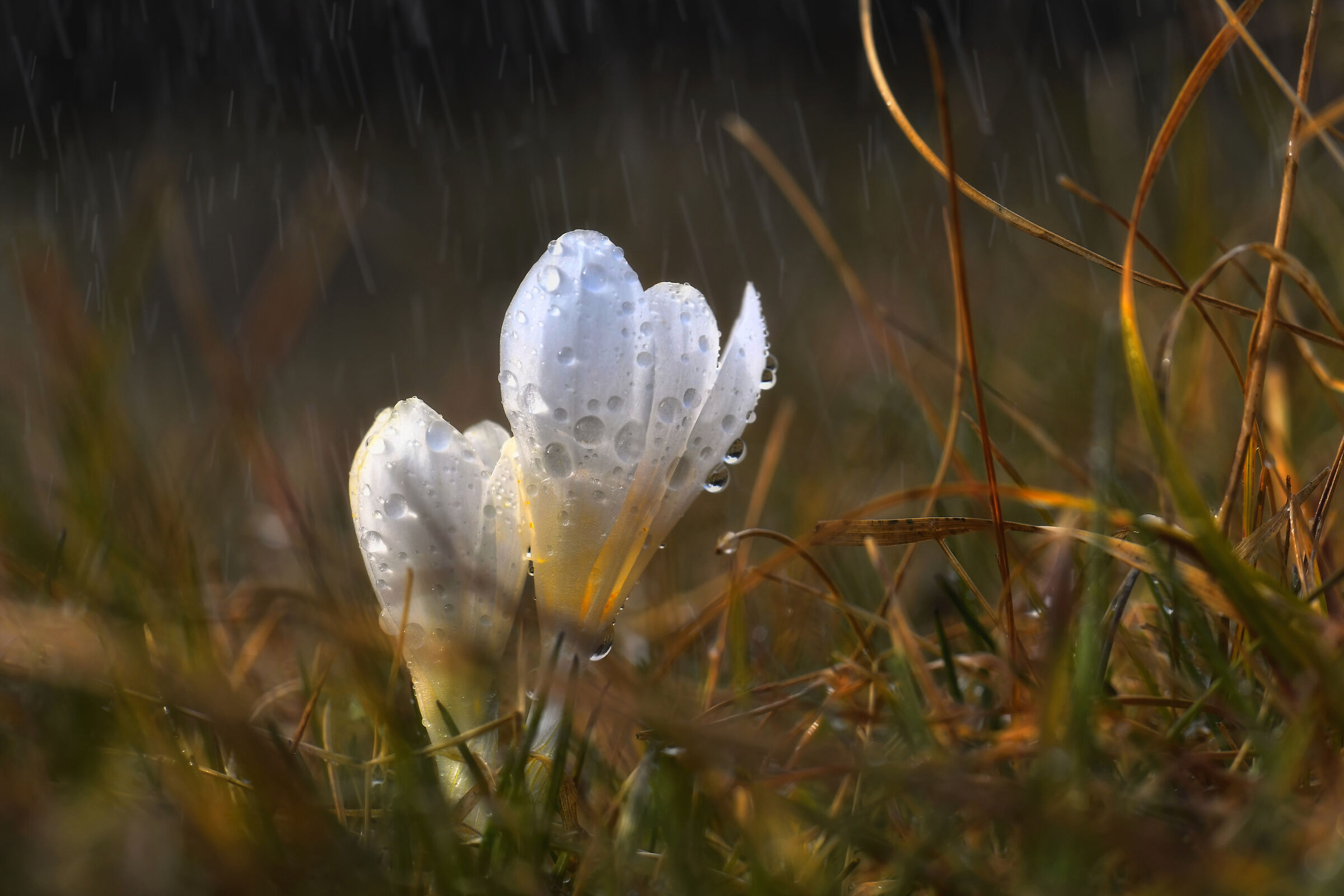 Nella languida luce di un tramonto