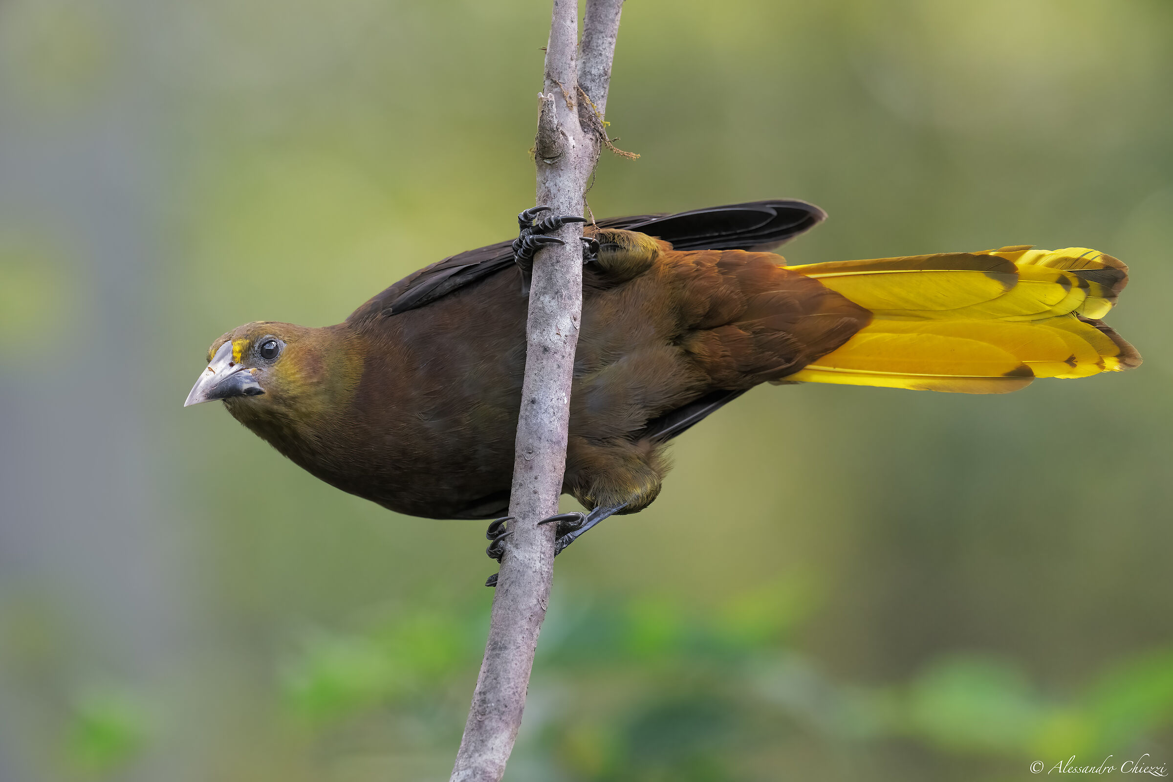 Oropendola dorso rossiccio