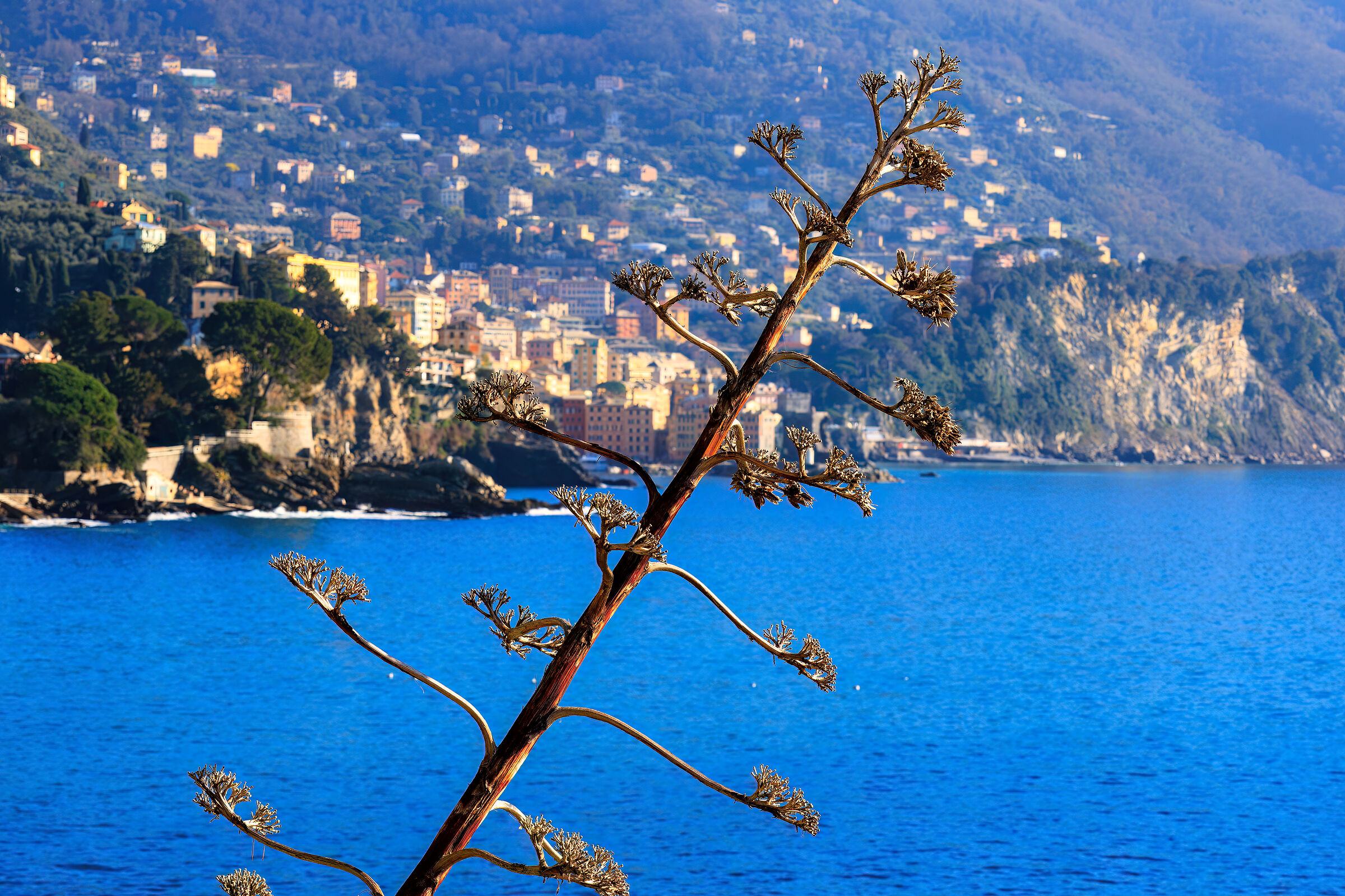 Camogli lato B