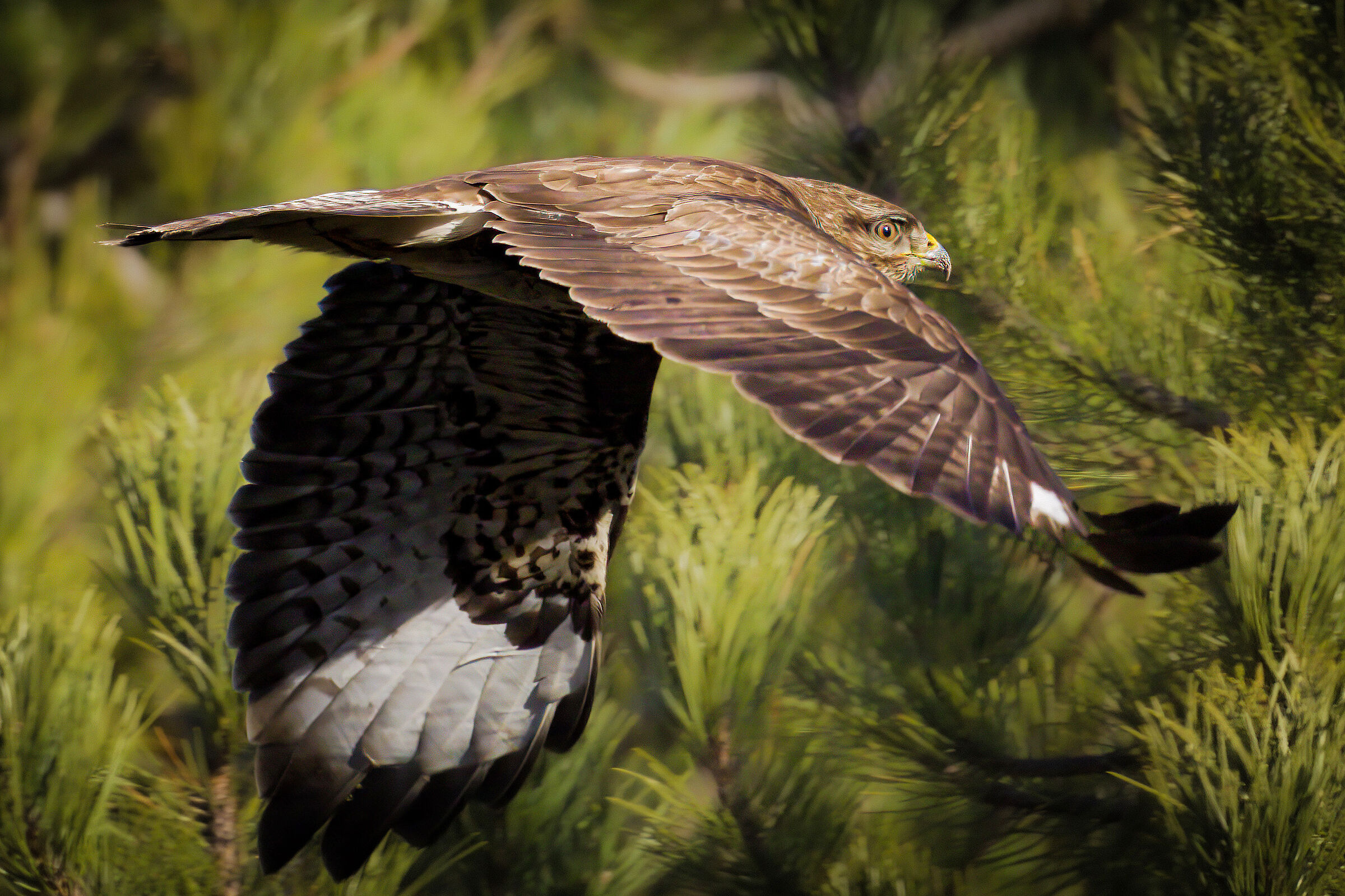 Buzzard in flight