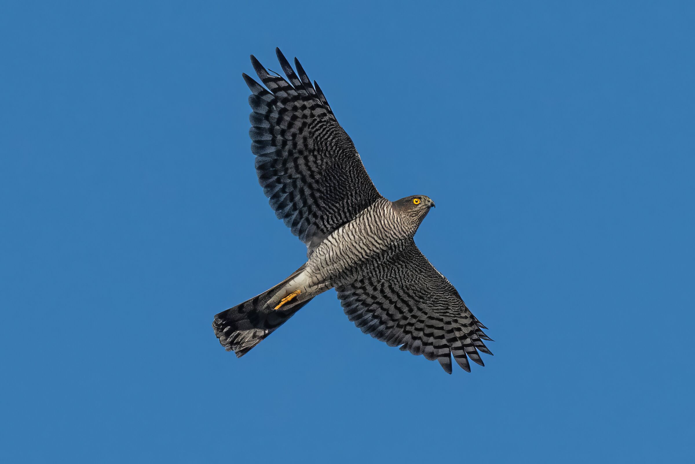 Sparrowhawk