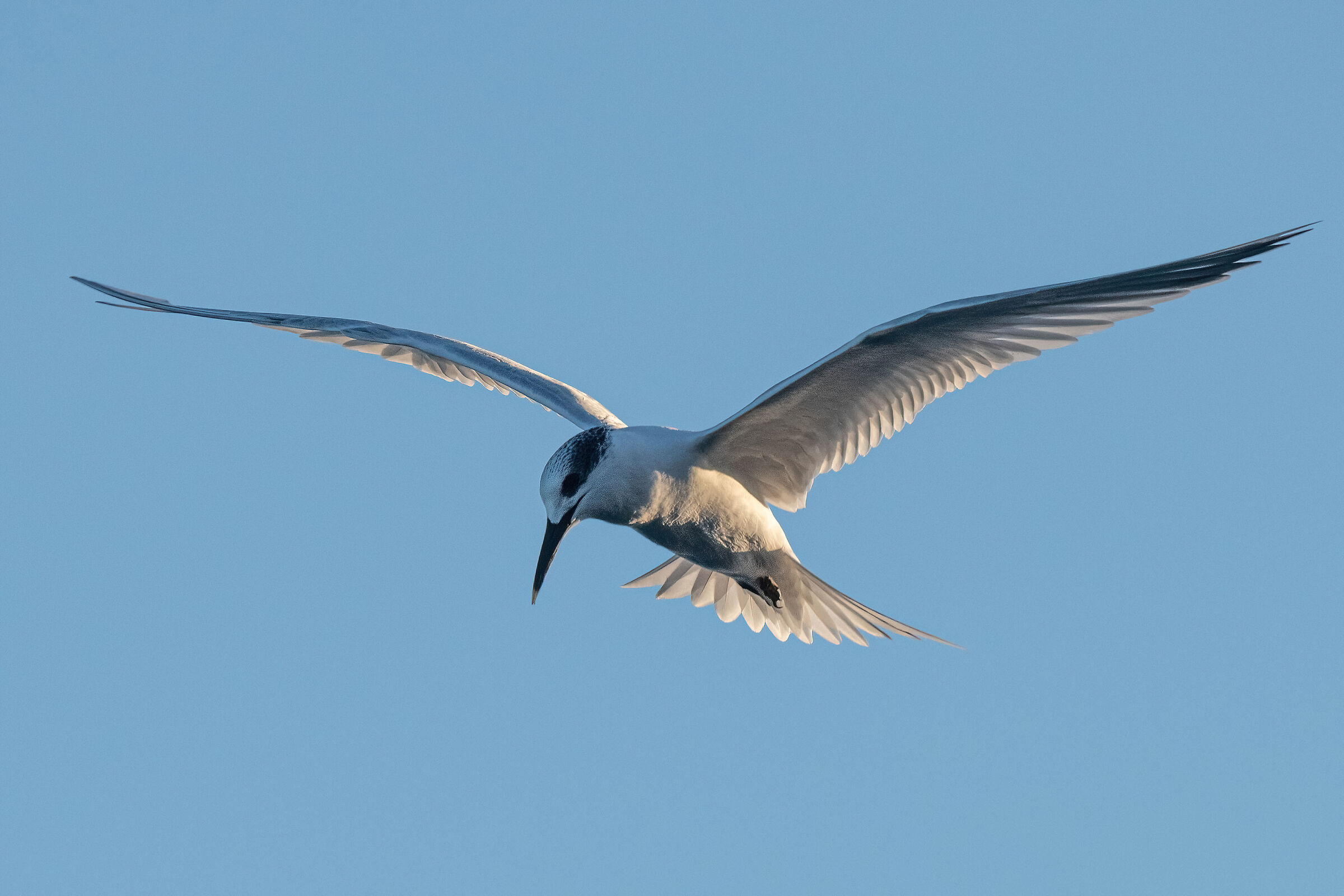 Sandwich tern