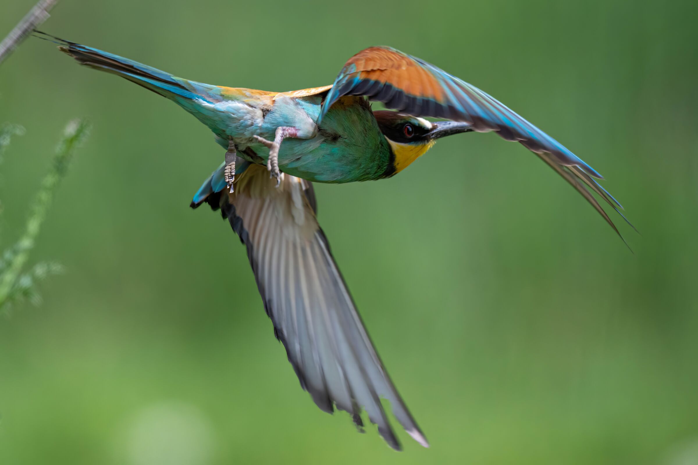 Bee-eater